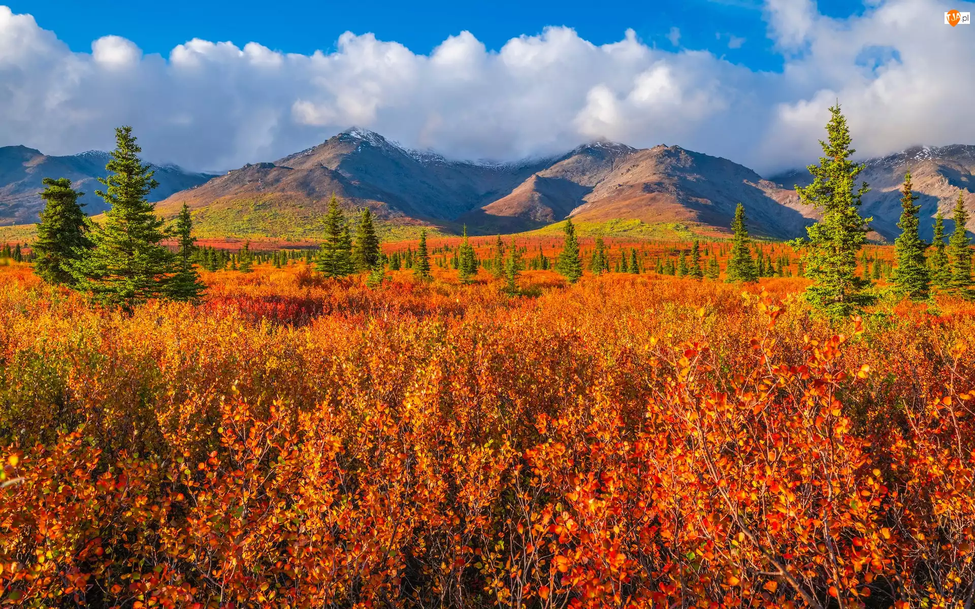 Alaska, Park Narodowy Denali, Roślinność, Stany Zjednoczone, Jesień, Drzewa, Góry