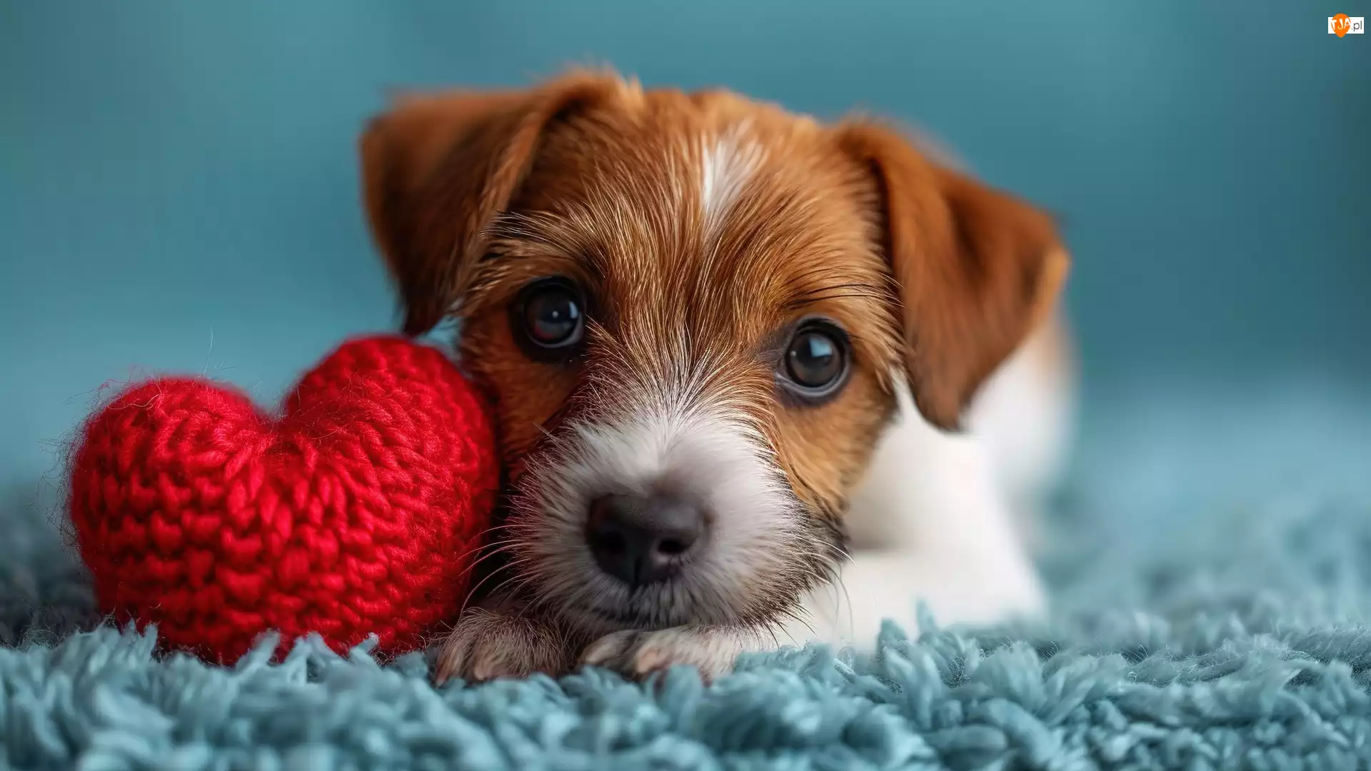 Jack Russell terrier, Serce, Szczeniak, Pies, Czerwone