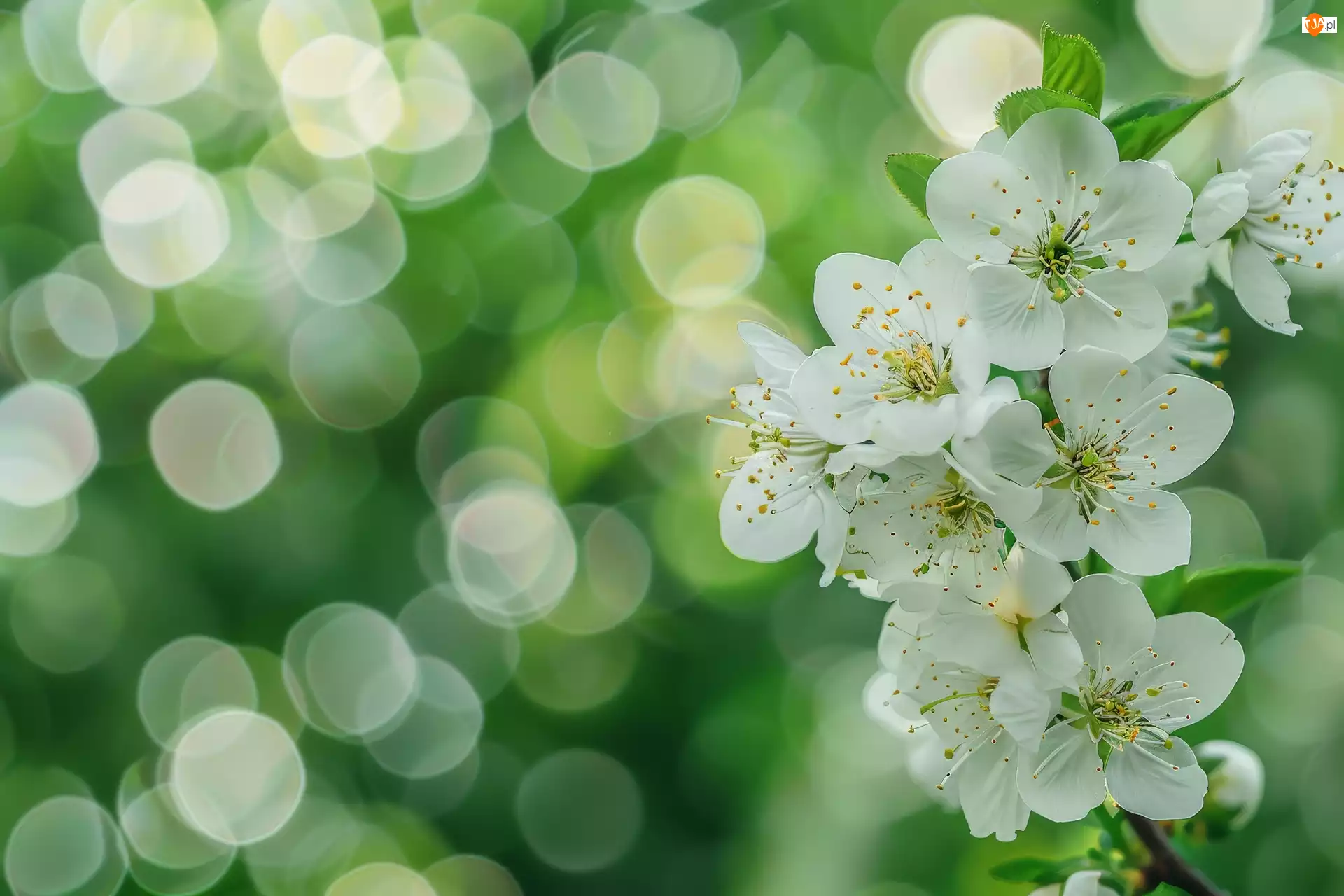 Drzewo owocowe, Bokeh, Kwiaty, Białe, Gałązka