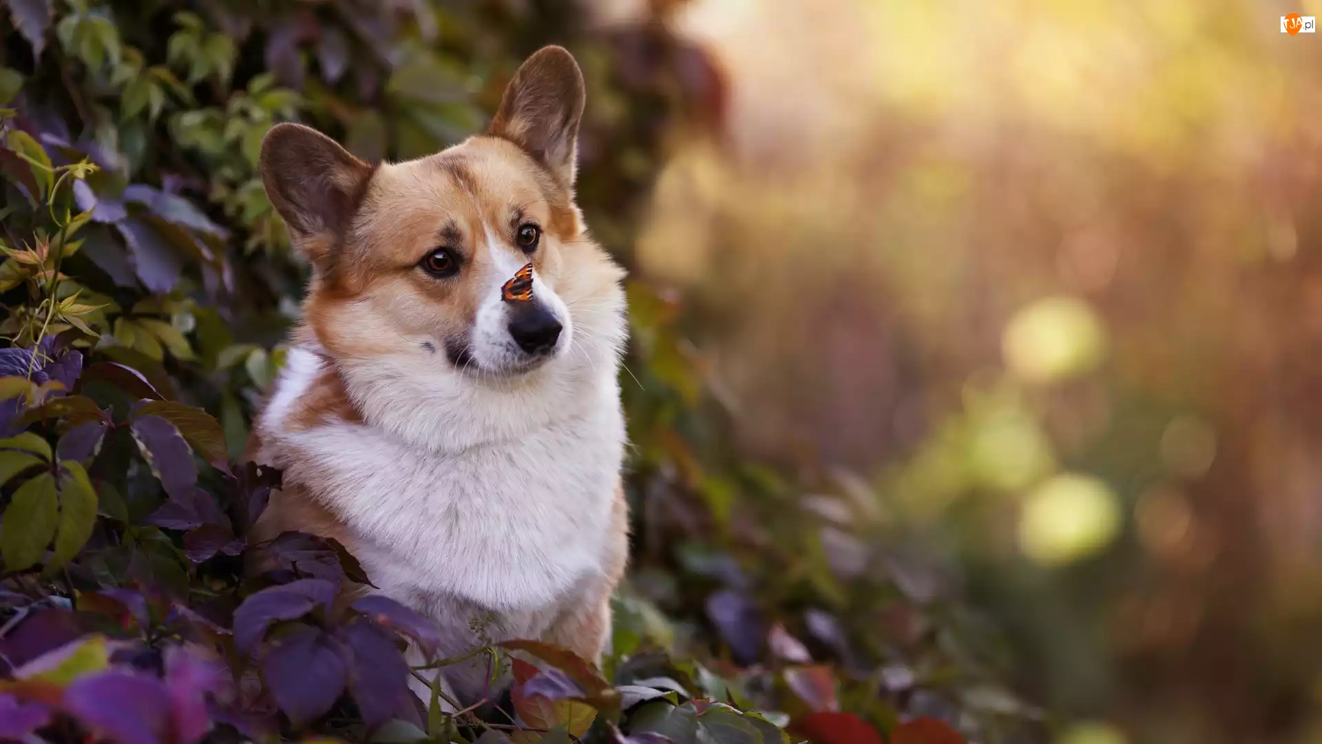 Pies, Rudo-biały, Motyl, Liście, Welsh corgi pembroke, Fioletowe