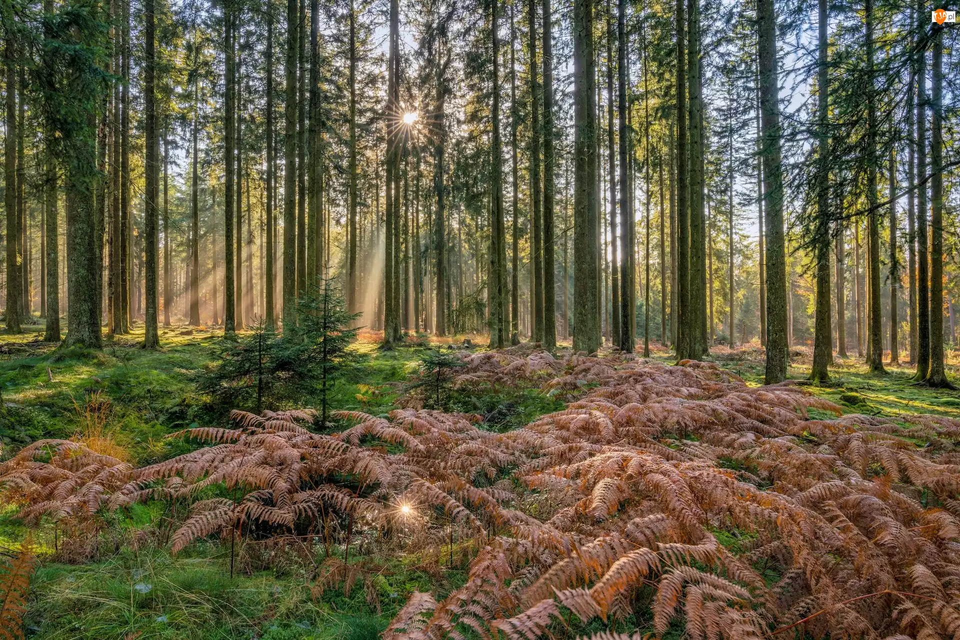 Uschnięte, Drzewa, Promienie słońca, Las, Paprocie