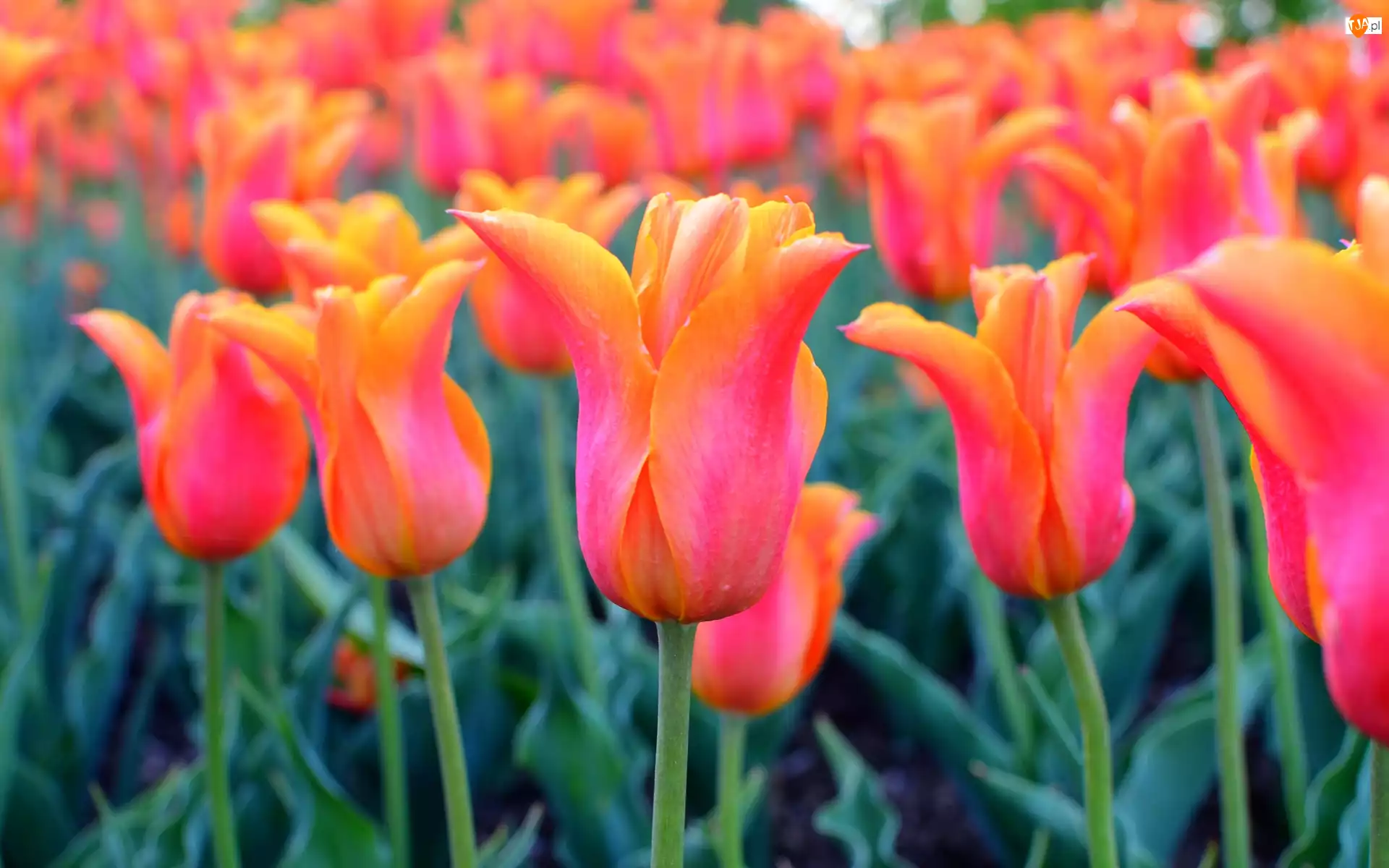 Pąki, Kwiaty, Pomarańczowe, Tulipany