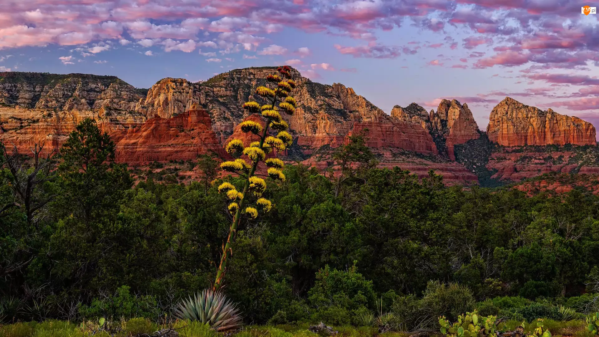 Arizona, Sedona, Agawa amerykańska, Stany Zjednoczone, Drzewa, Oak Creek Canyon, Góry