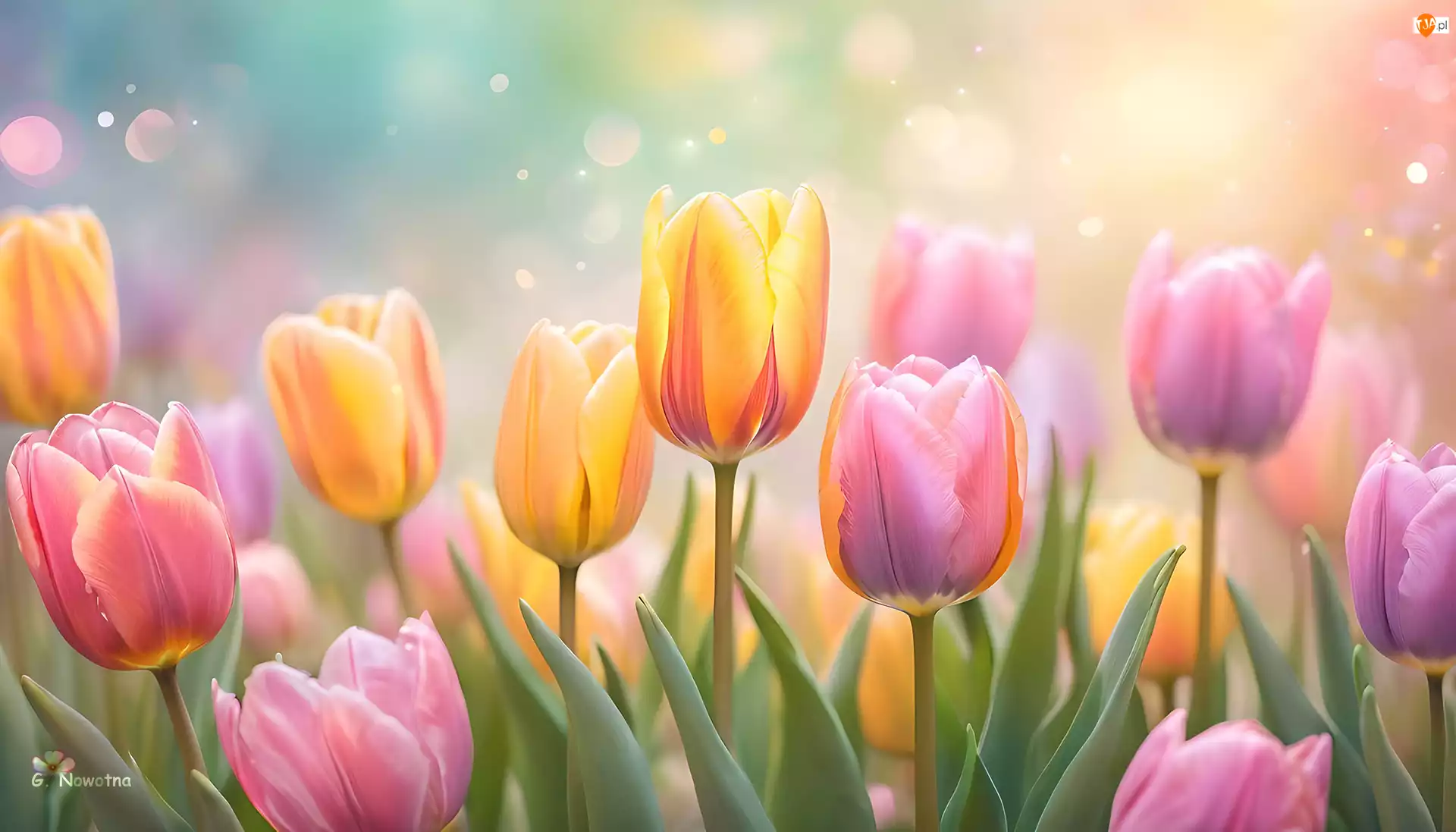 Tulipany, Grafika, Żółte, Różowe, Kwiaty