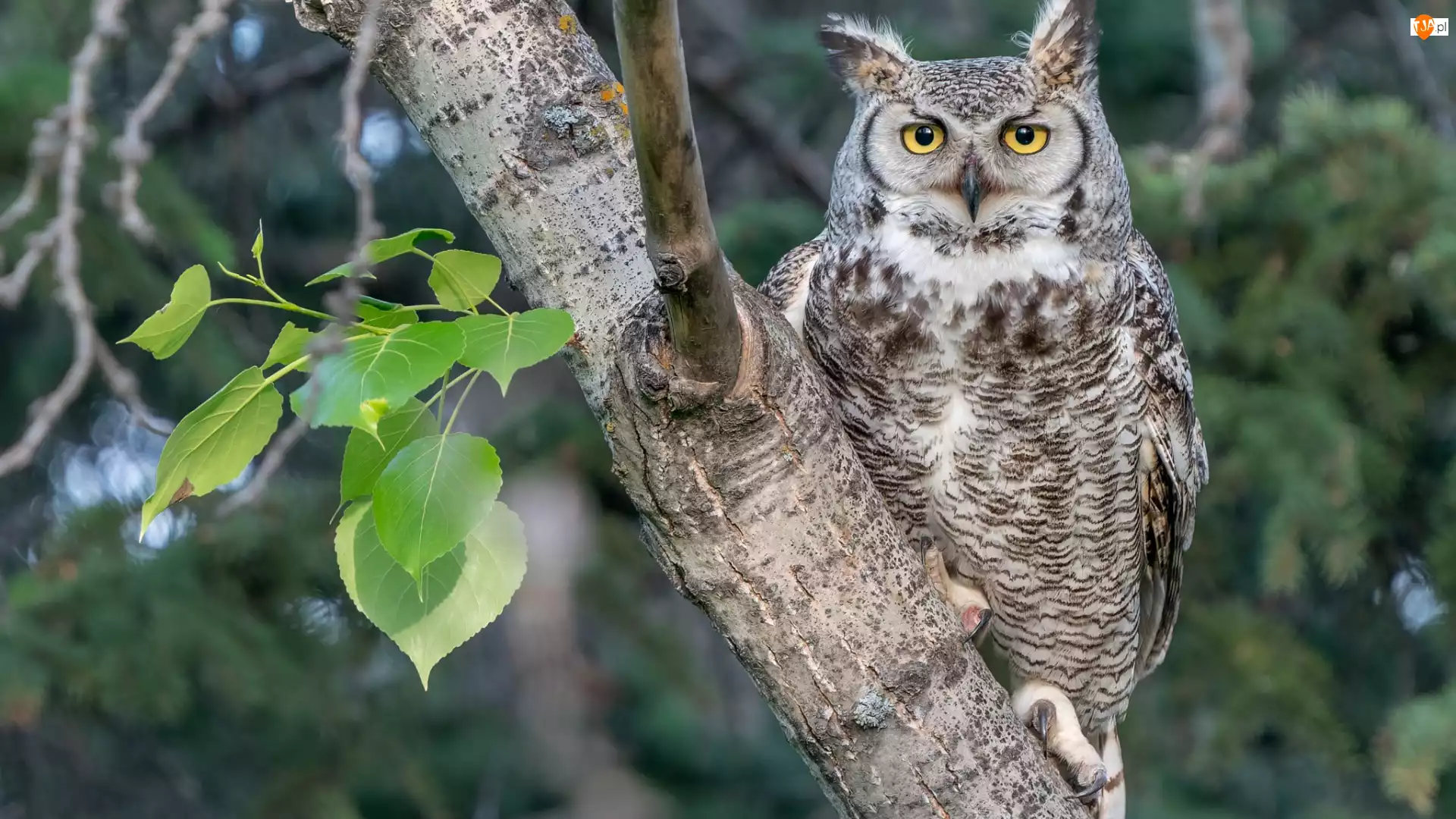 Drzewo, Liście, Puchacz, Sowa, Konar