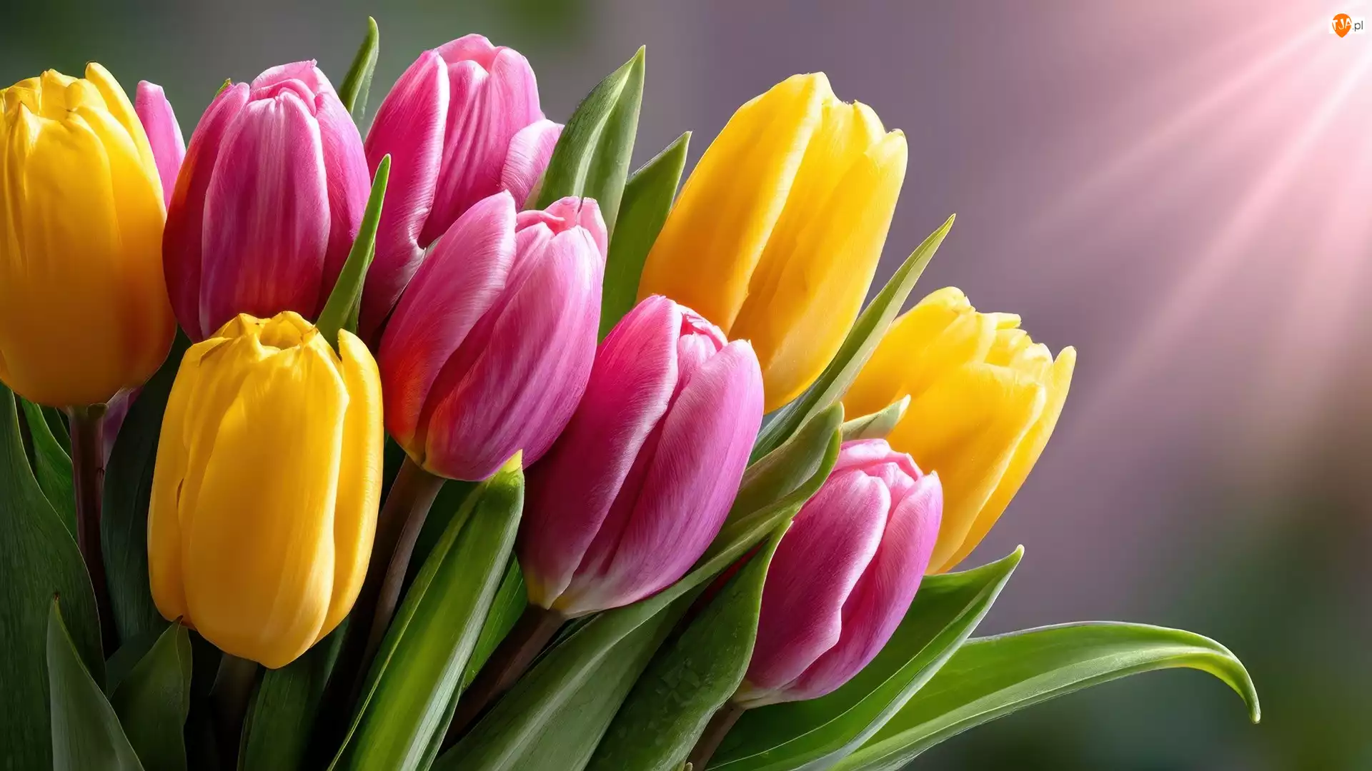 Promienie, Różowe, Żółte, Tulipany