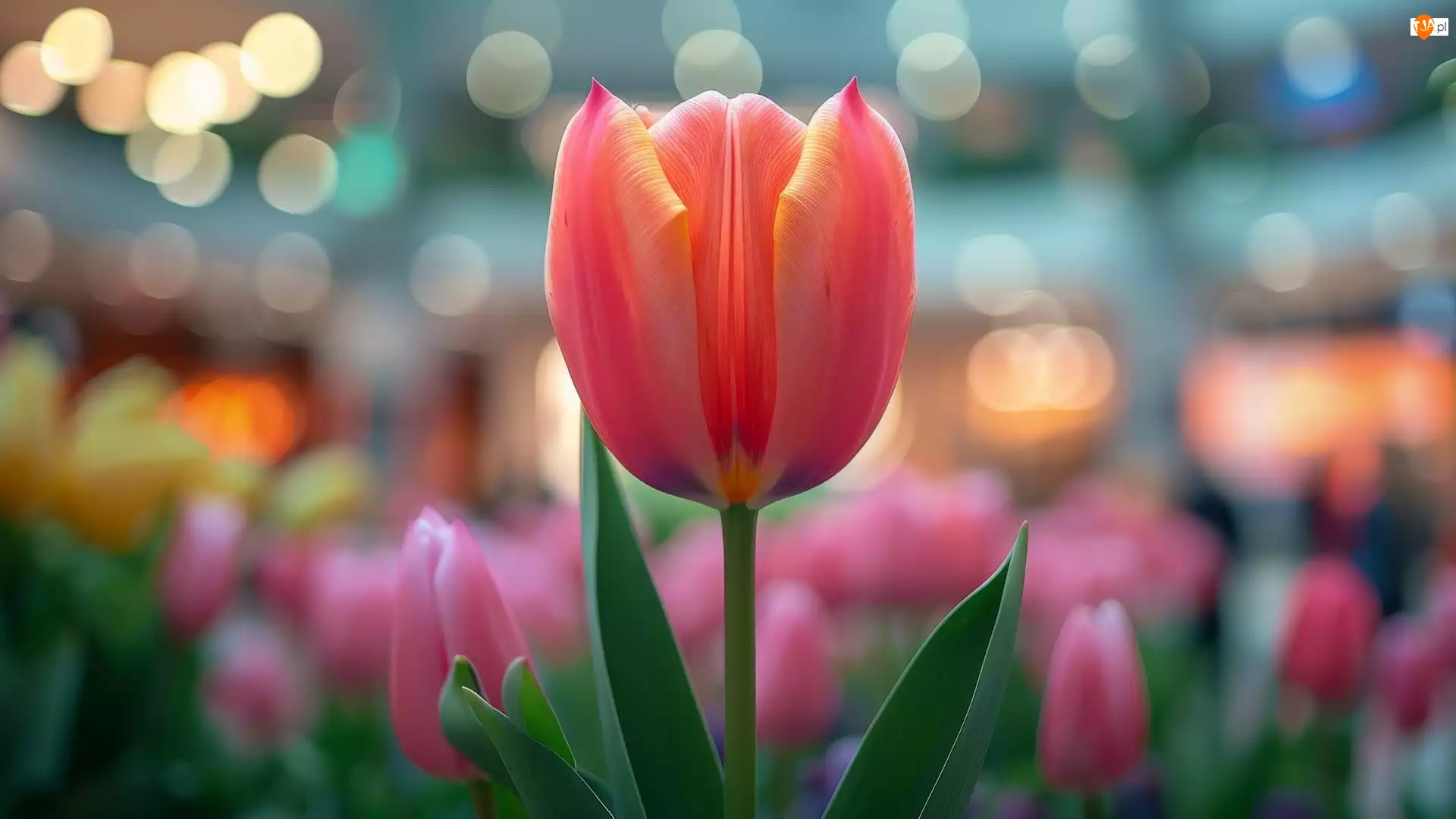 Bokeh, Żółto-czerwony, Tulipan, Zbliżenie