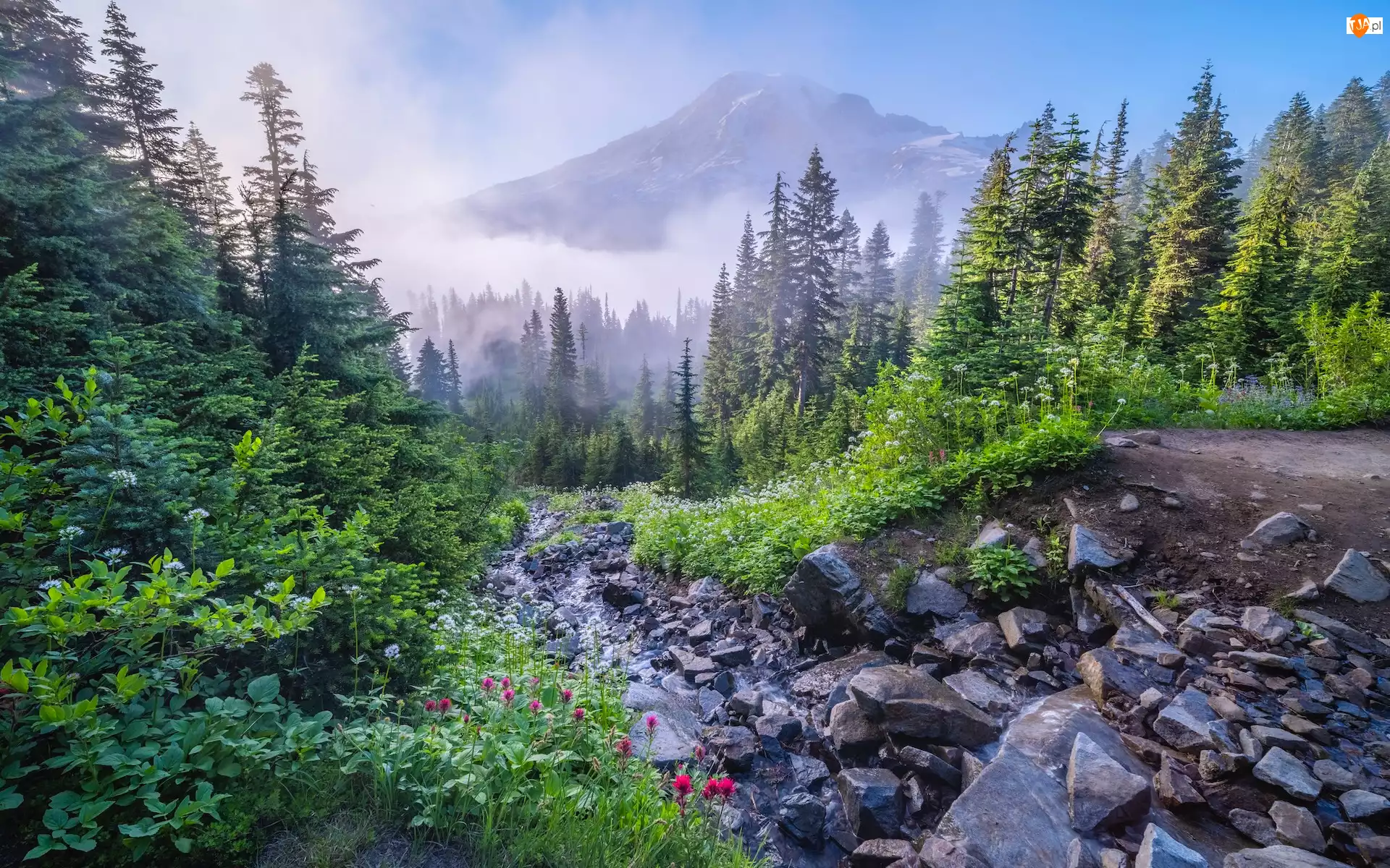 Kwiaty, Waszyngton, Kamienie, Mgła, Drzewa, Park Narodowy Mount Rainier, Góra, Stany Zjednoczone, Mount Rainier
