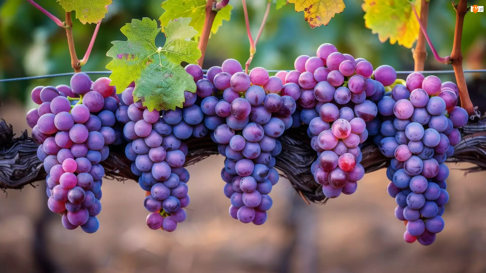 Winogrona, Liście, Kiście, Fioletowe, Konar