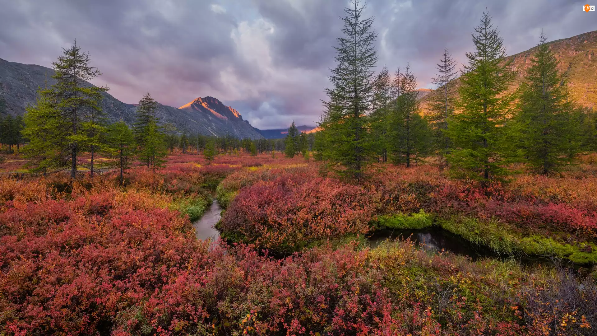 Kołyma, Góry, Kolorowa, Rosja, Roślinność, Drzewa, Jesień