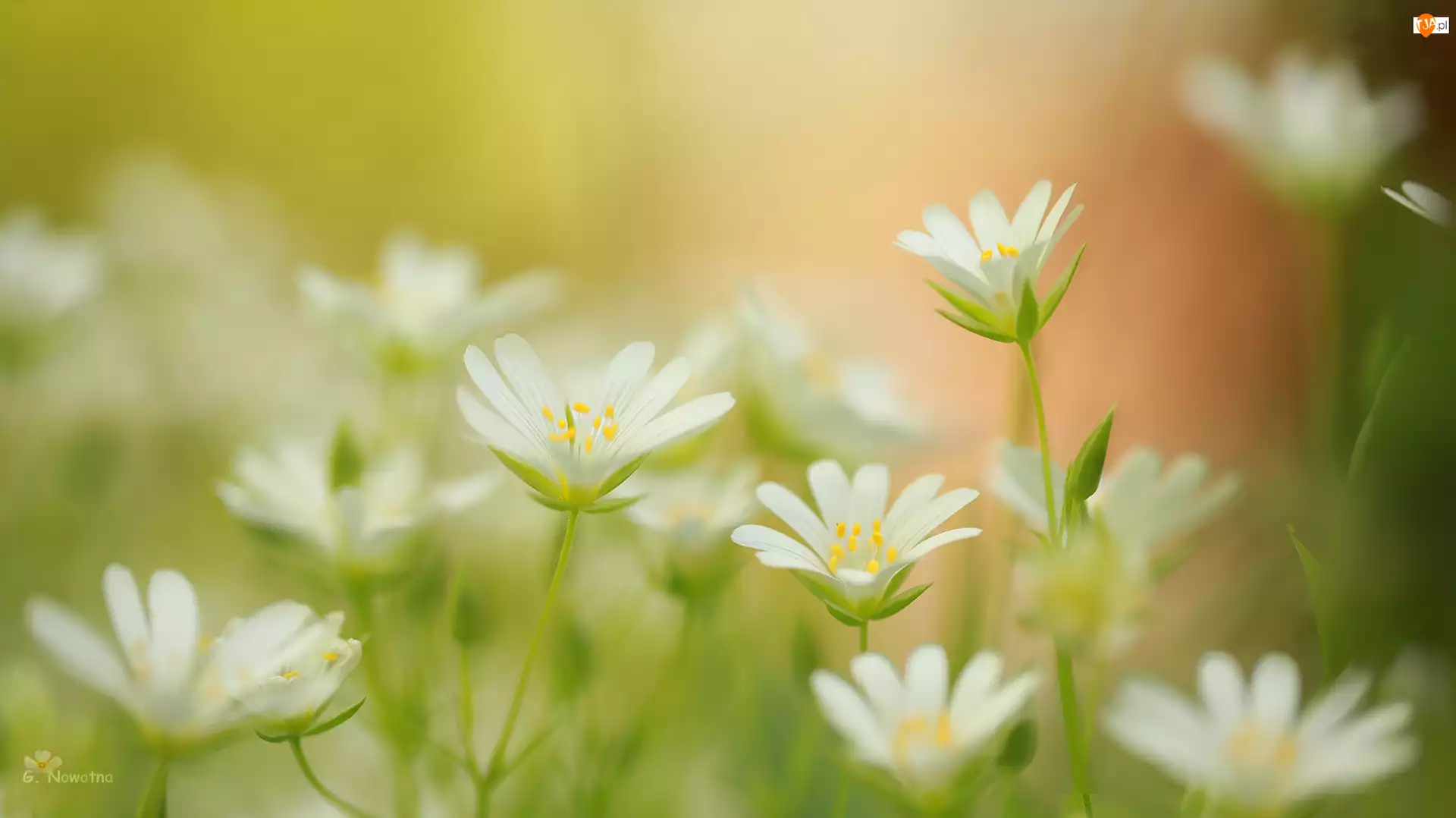 Kwiaty, Rogownica polna, Białe