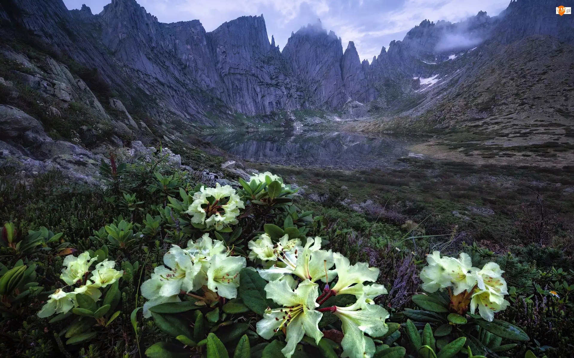 Rododendron, Góry, Żółte, Chmury, Skały, Azalie, Jezioro, Kwiaty