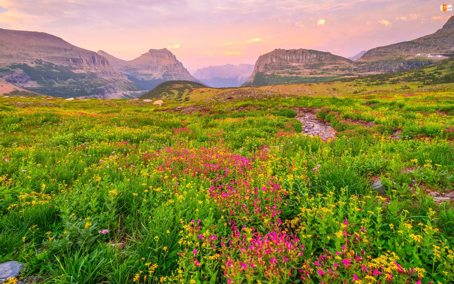 Montana, Park Narodowy Glacier, Polne, Stany Zjednoczone, Kwiaty, Łąka, Góry