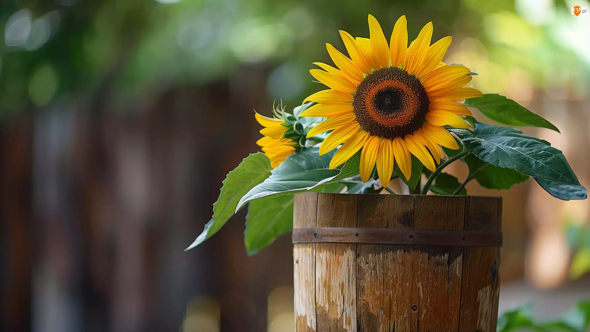 Donica, Żółte, Kwiaty, Słonecznik