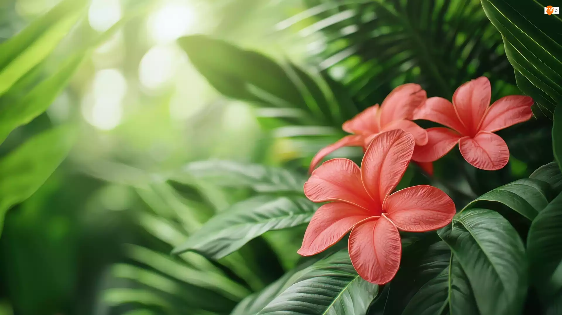 Grafika, Trzy, Kwiaty, Liście