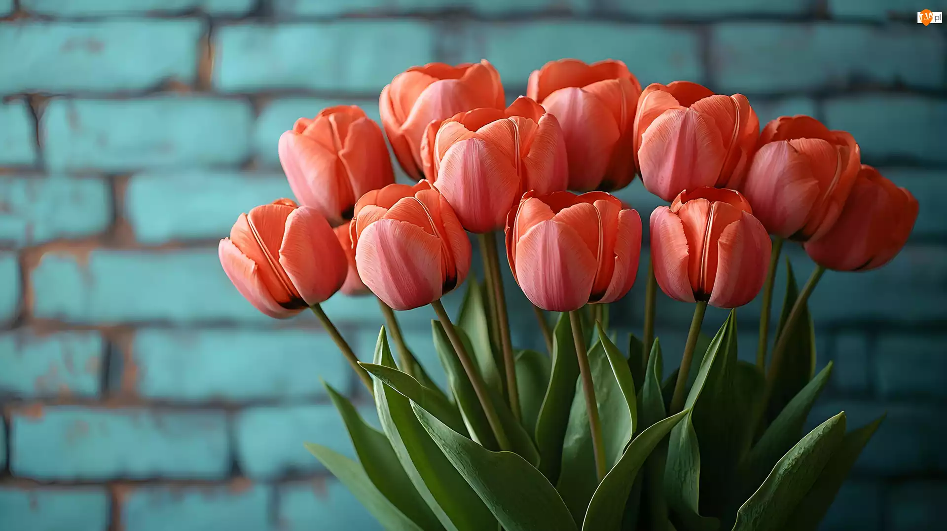 Tulipany, Cegły, Czerwone, Kwiaty, Tło