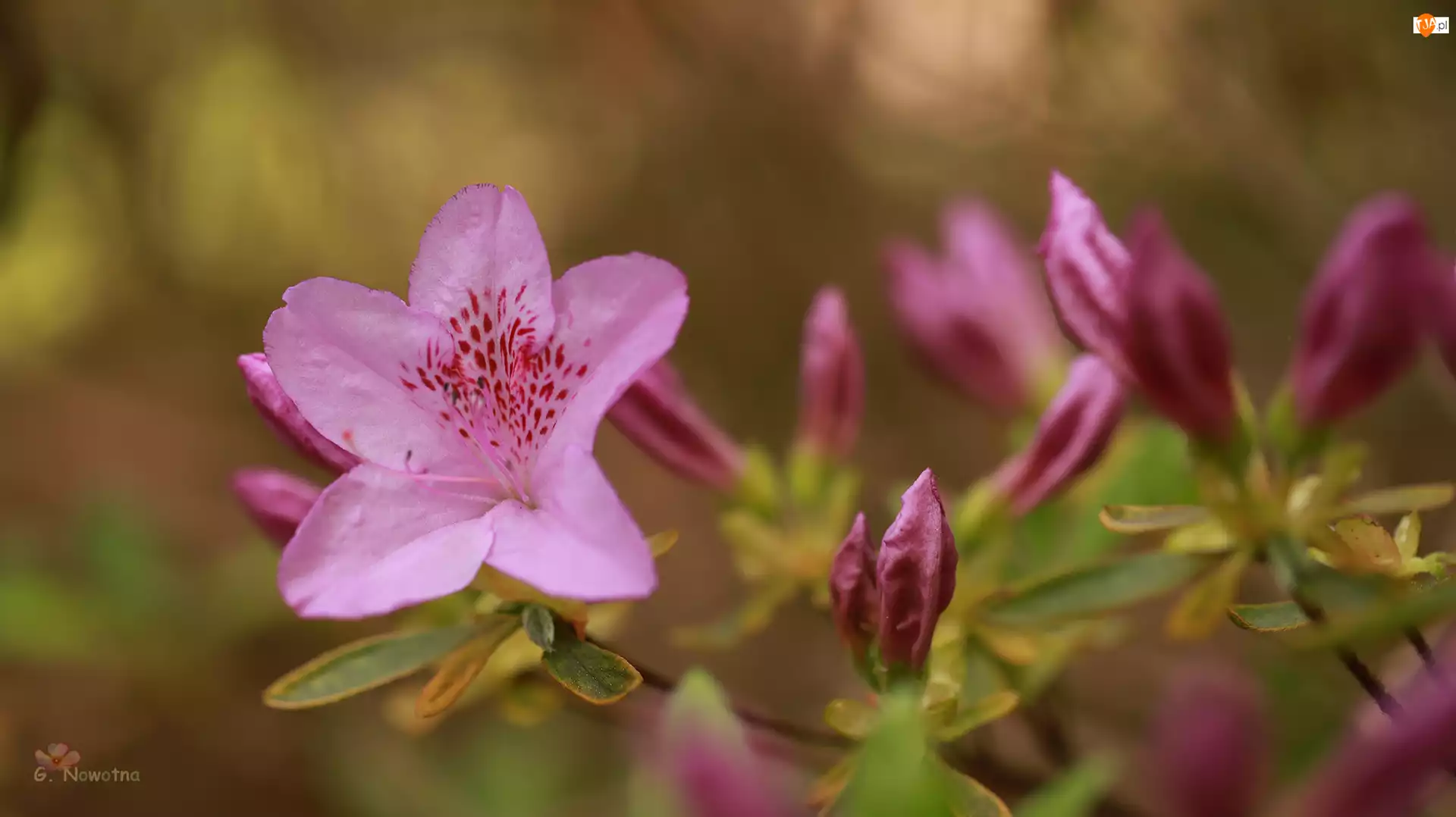 Różowy, Pąki, Azalia, Różanecznik, Kwiat