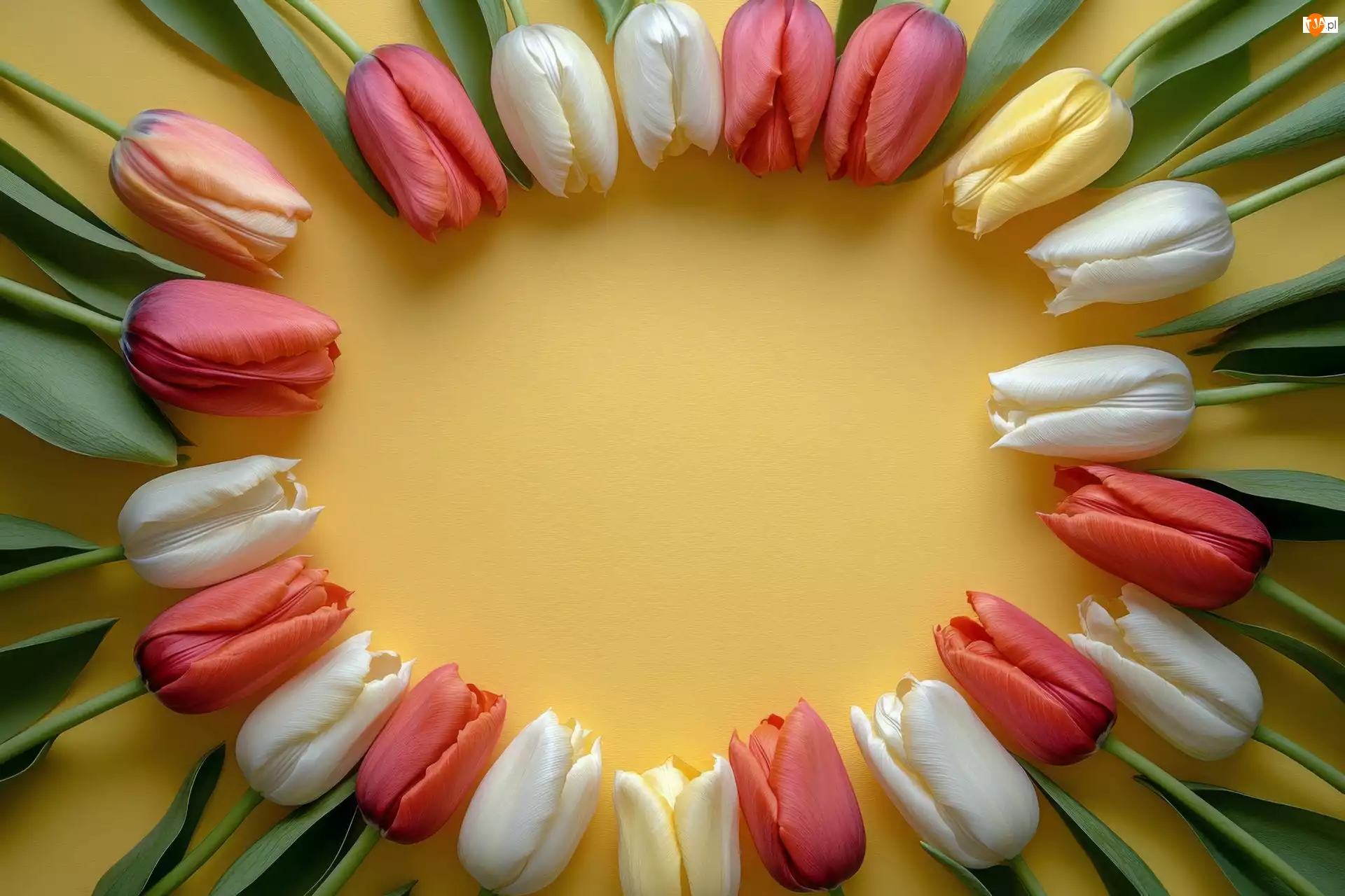 Tło, Kolorowe, Tulipany, Żółte