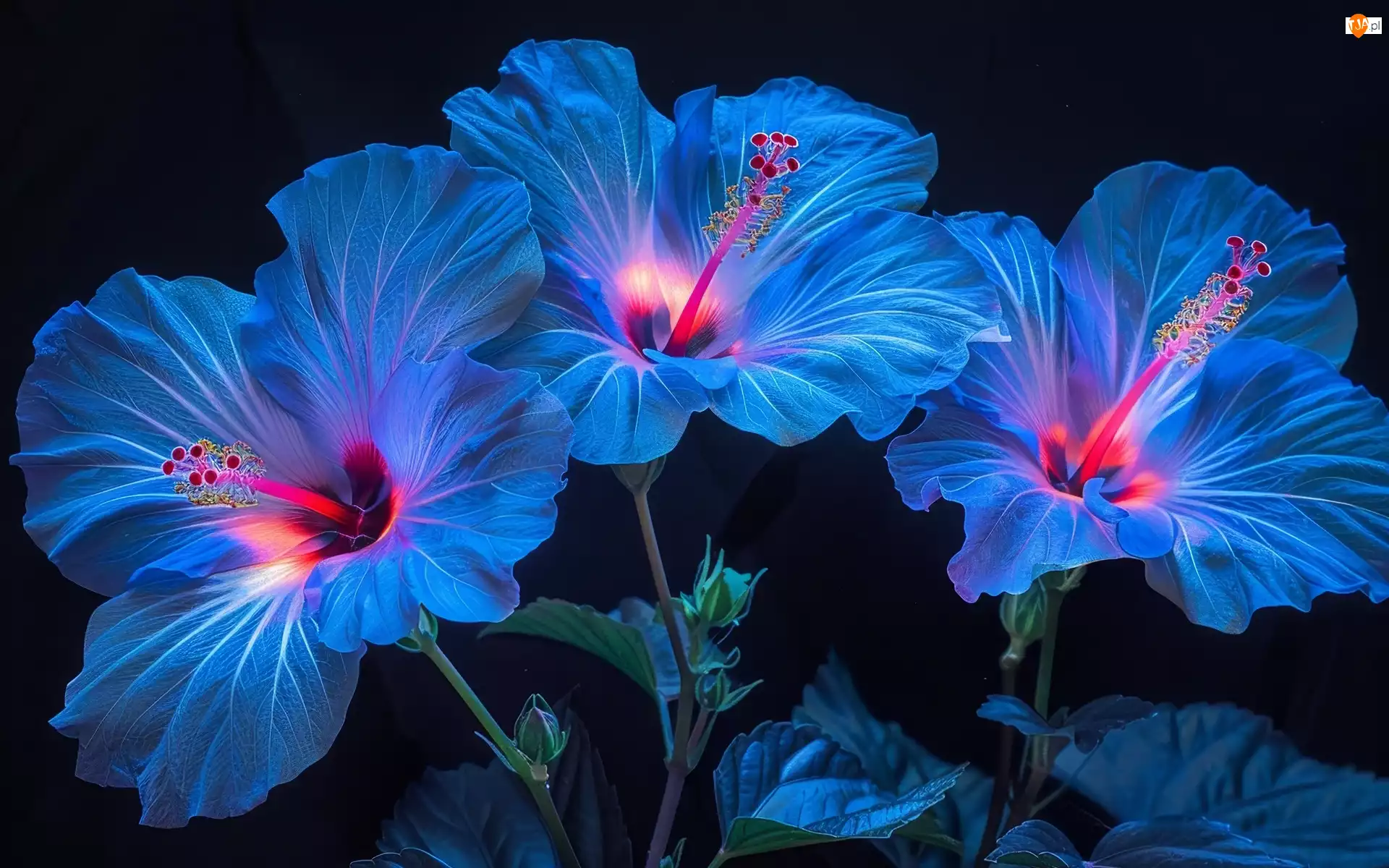 Grafika, Kwiaty, Niebieskie, Hibiskusy