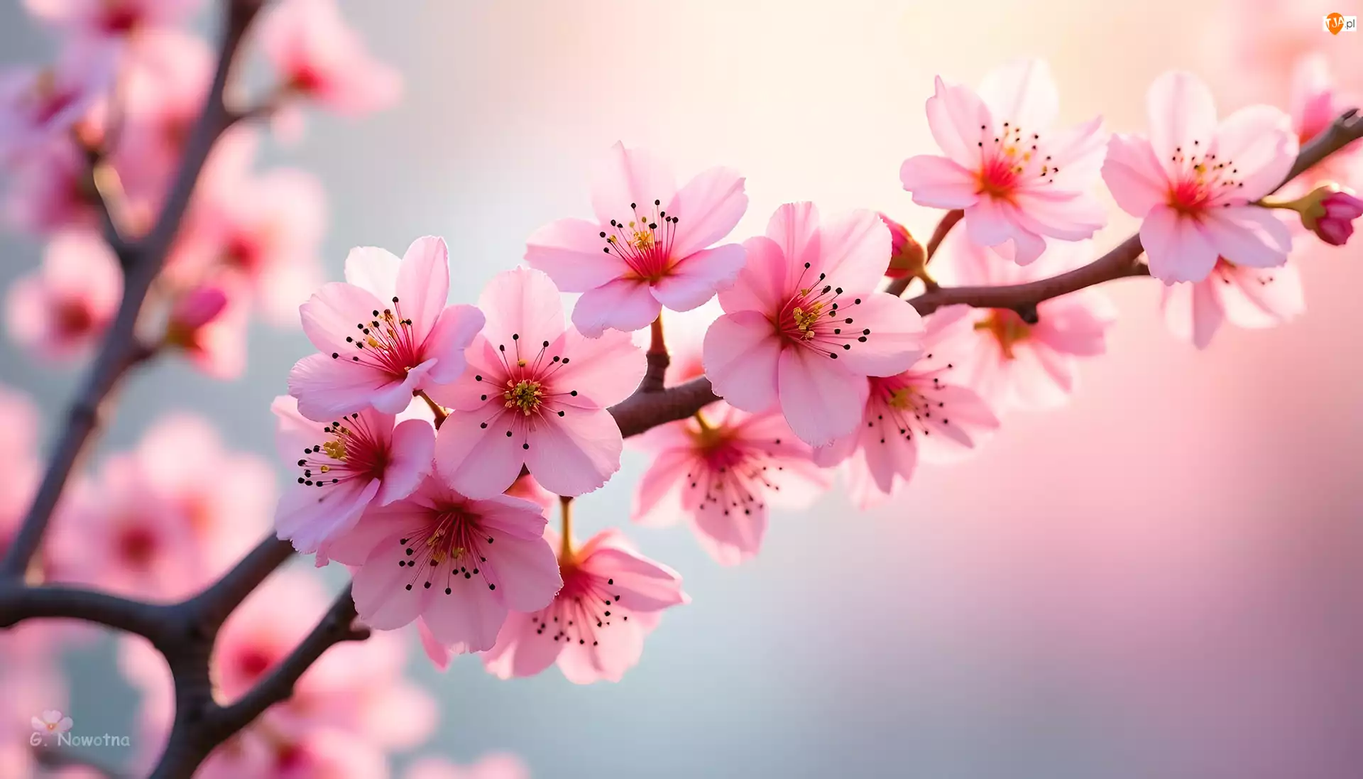 Grafika, Różowe, Kwiaty, Drzewo owocowe