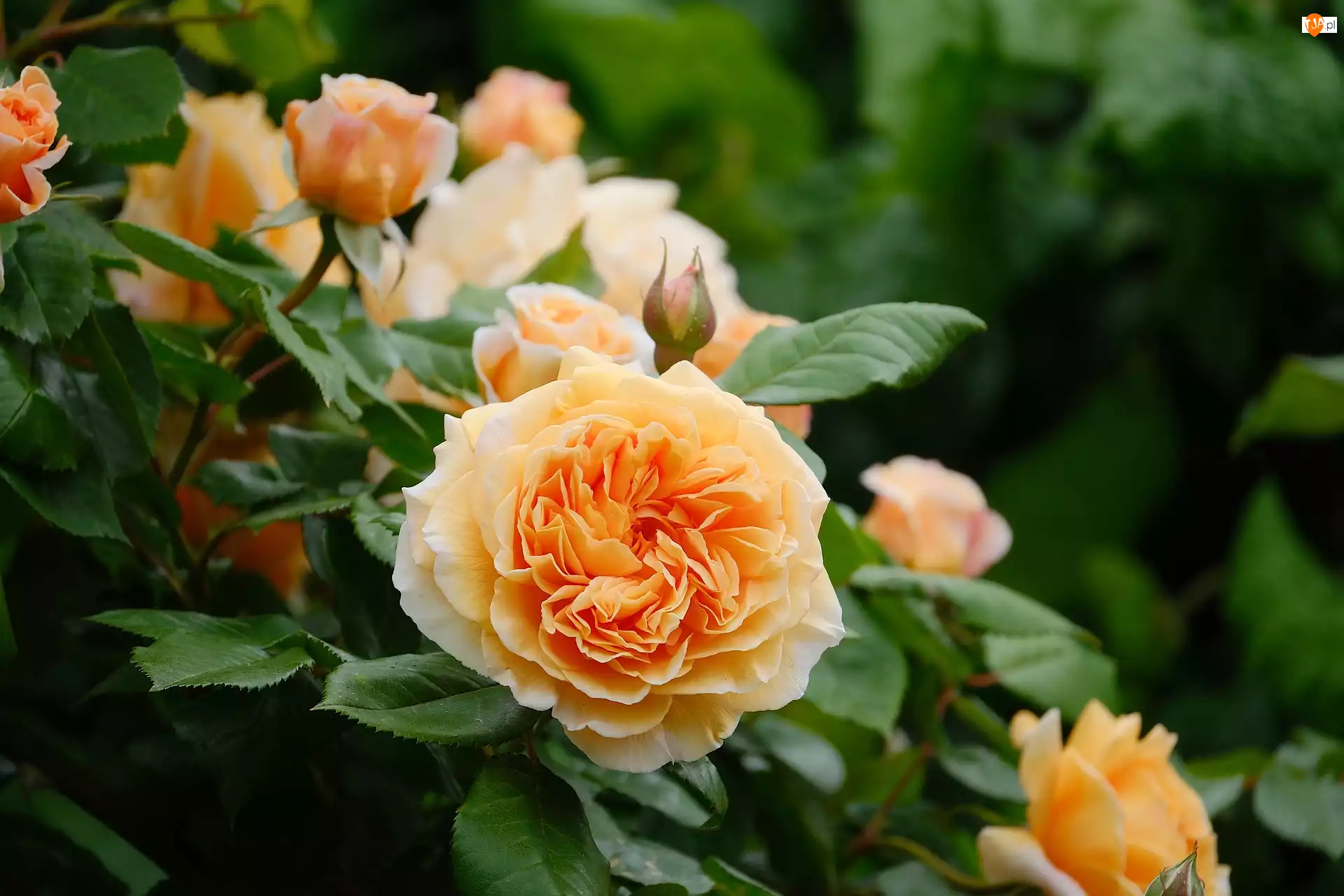 Róże, Brzoskwiniowe, Kwiaty