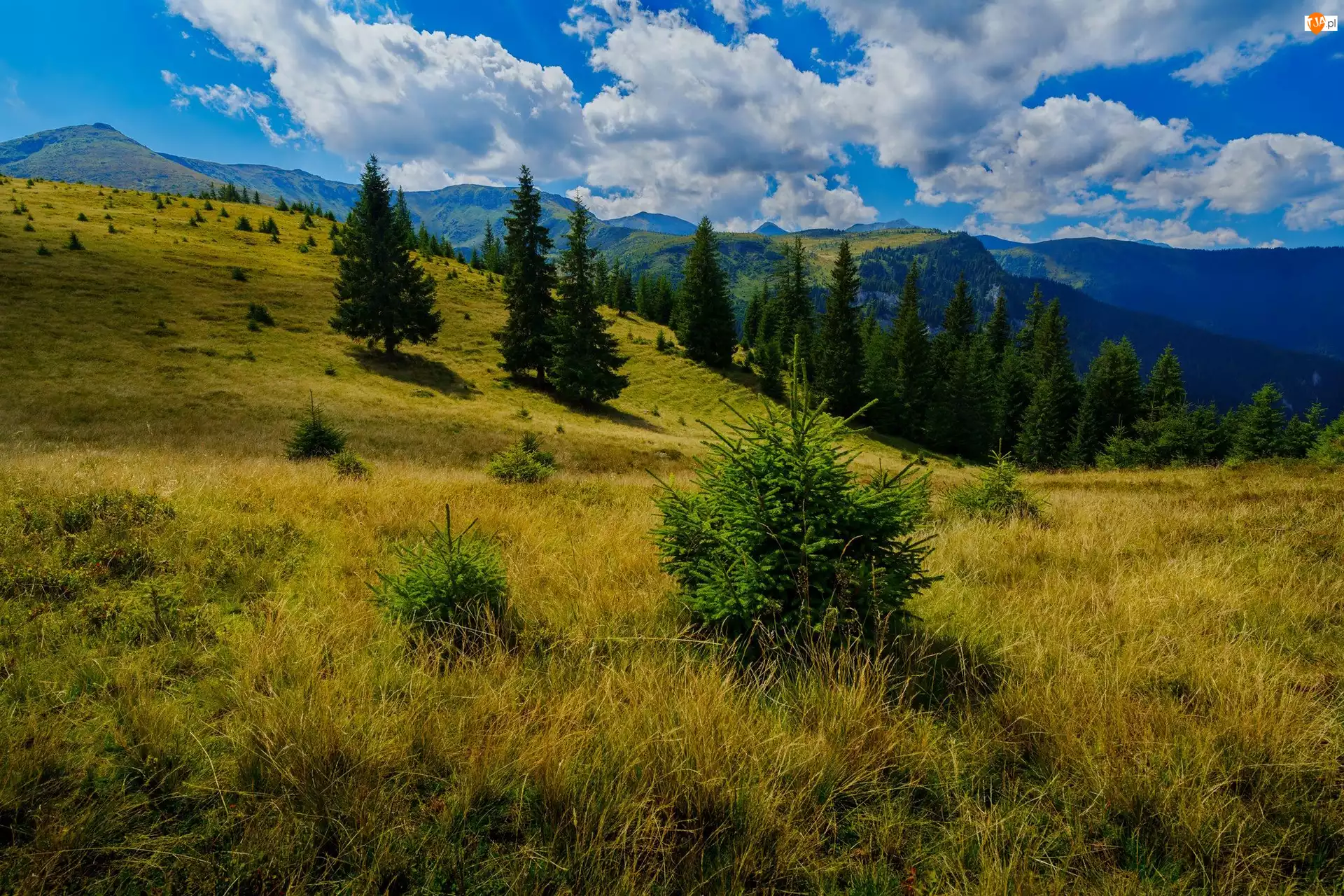 Polana, Chmury, Drzewa, Góry, Trawa