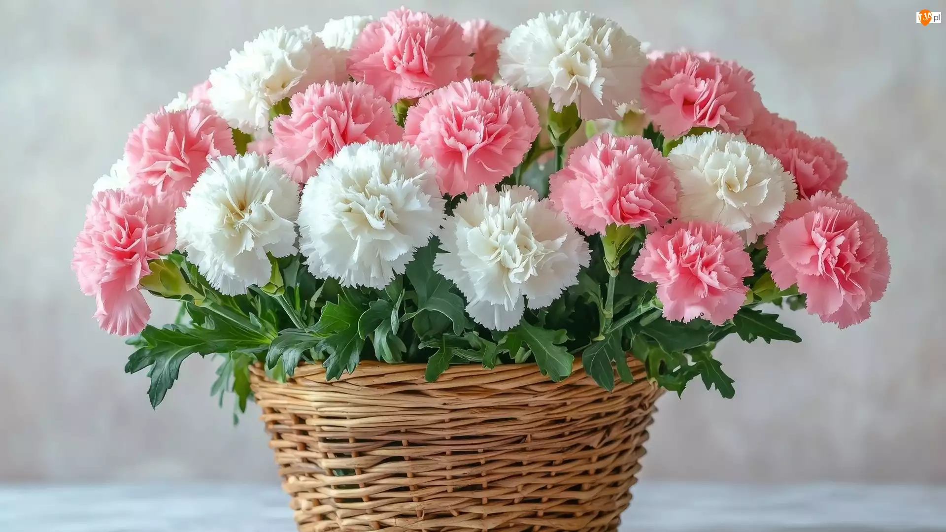 Białe, Kosz, Różowe, Kwiaty, Goździki