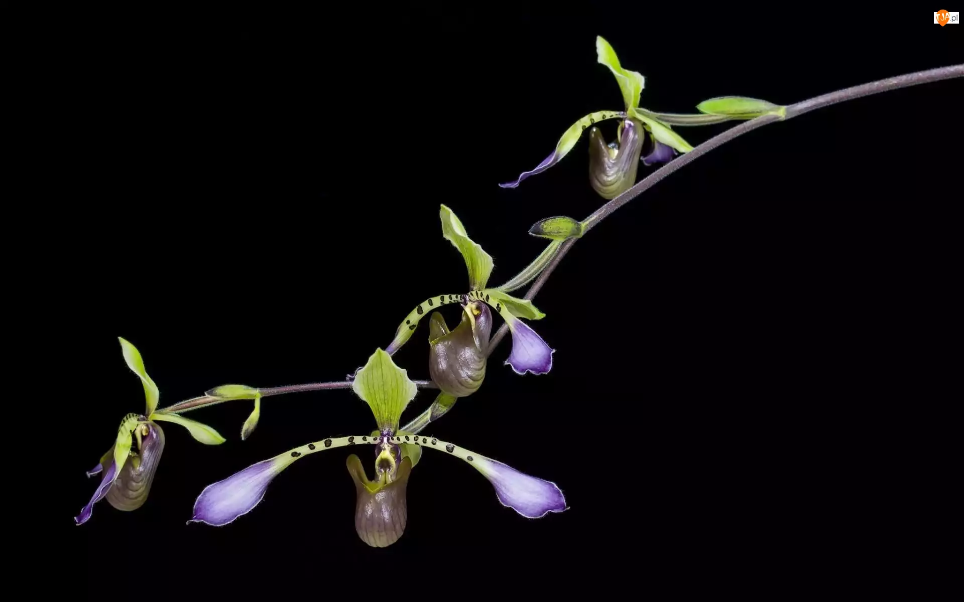 Listki, Sabotek, Storczyki, Kwiaty