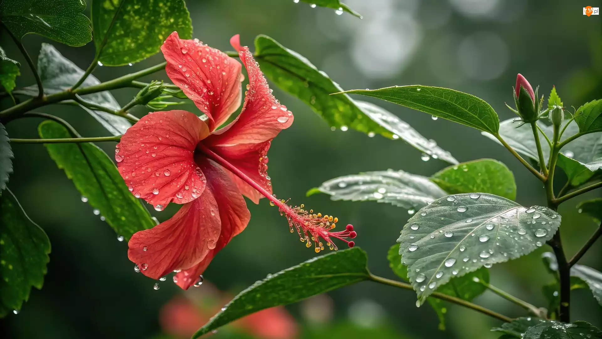 Czerwony, Kwiat, Grafika, Hibiskus, Liście, Mokre, Krople
