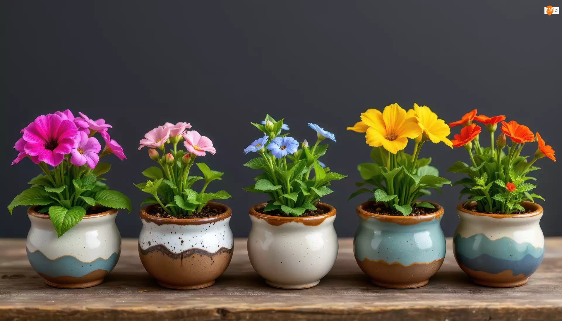 Doniczki, Kolorowe, Kwiaty