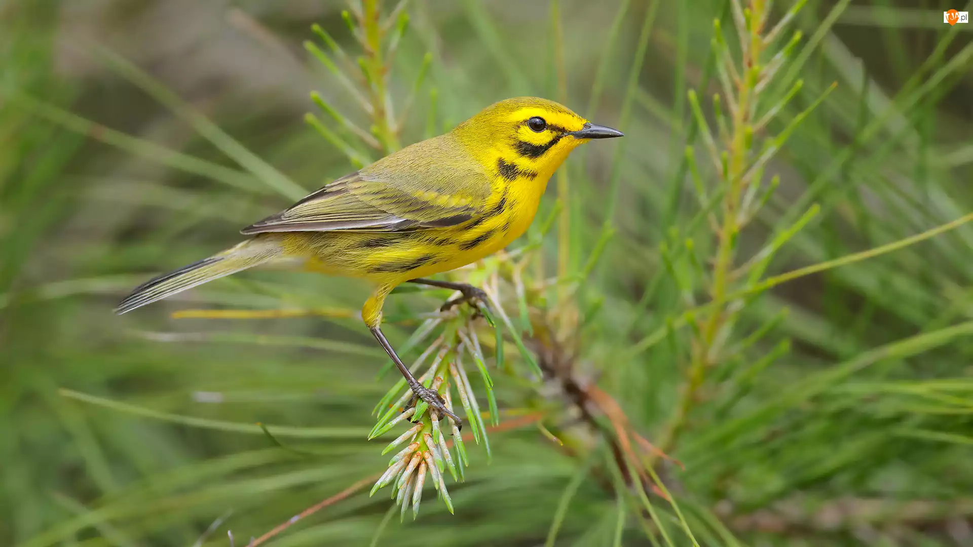 Gałązka, Lasówka czarnowąsa, Ptak