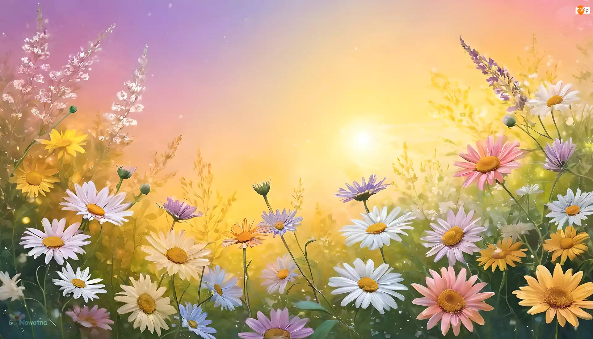Grafika, Kolorowe, Margerytki, Kwiaty