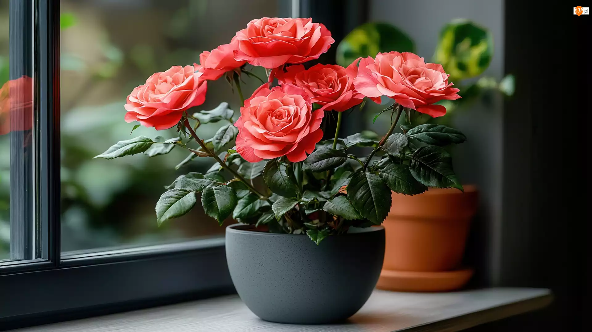 Listki, Okno, Róże, Czerwone, Doniczka