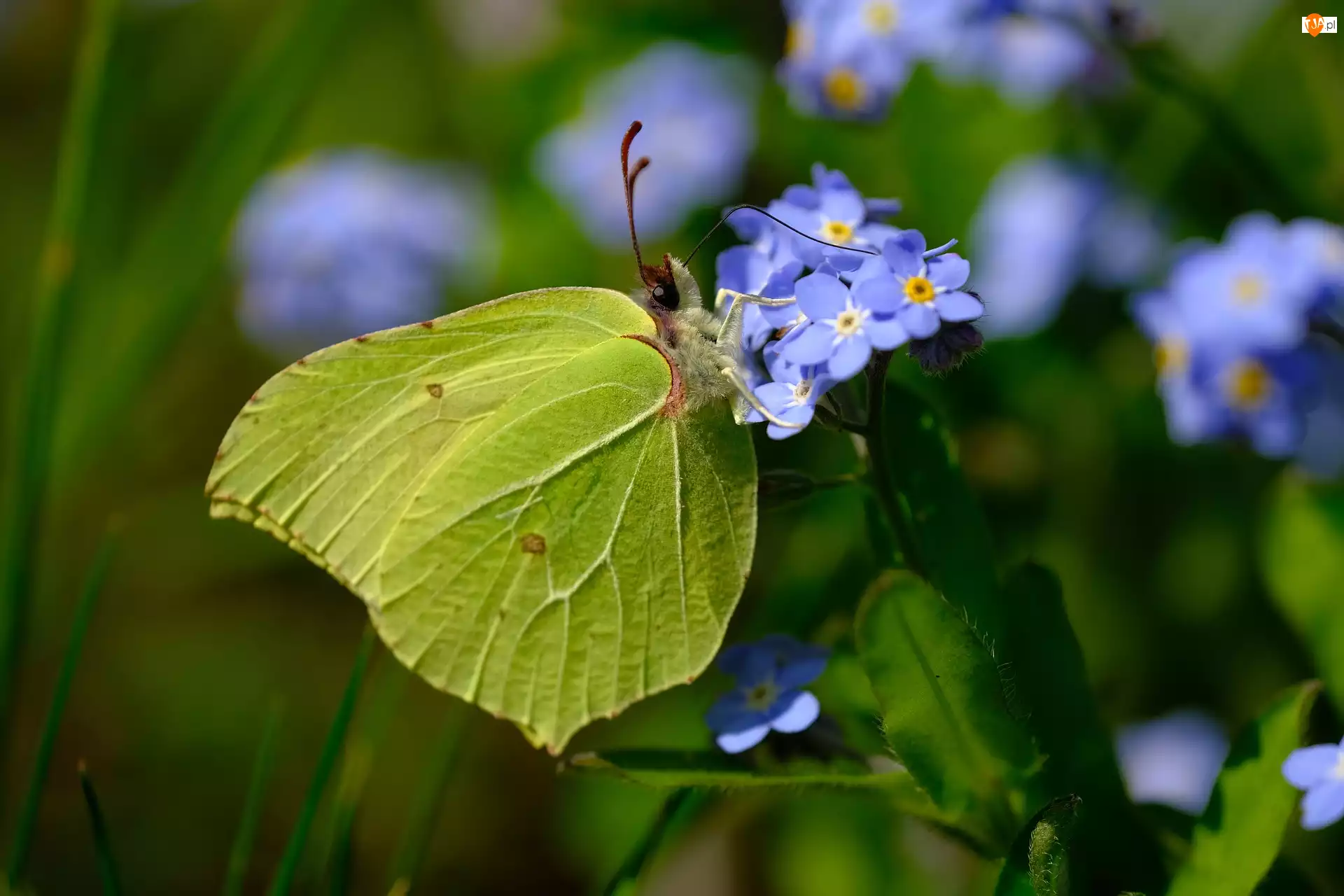 Niezapominajki, Motyl, Latolistek cytrynek, Niebieskie