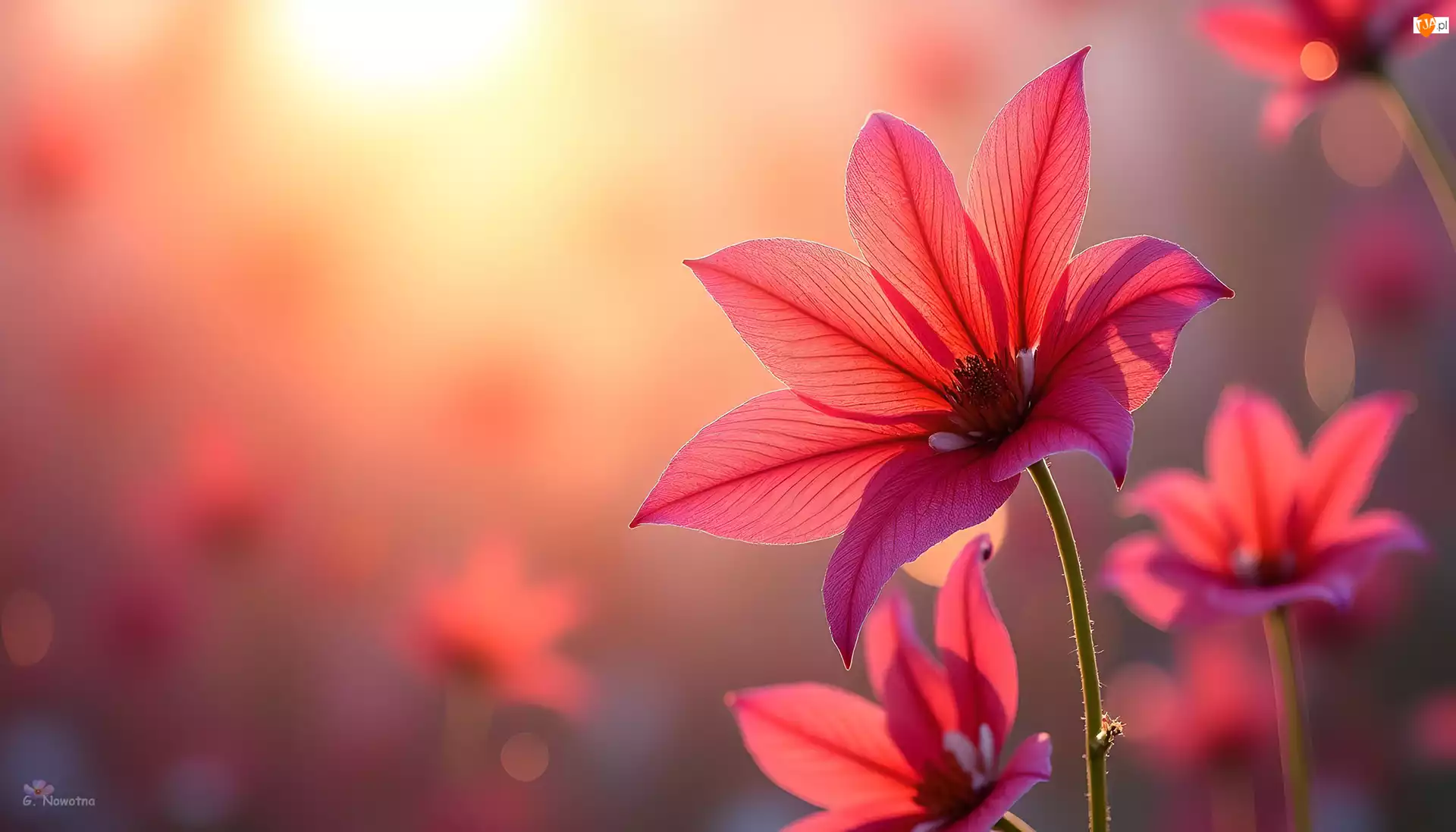 Rozmyte, Grafika, Kwiaty, Czerwone, Tło