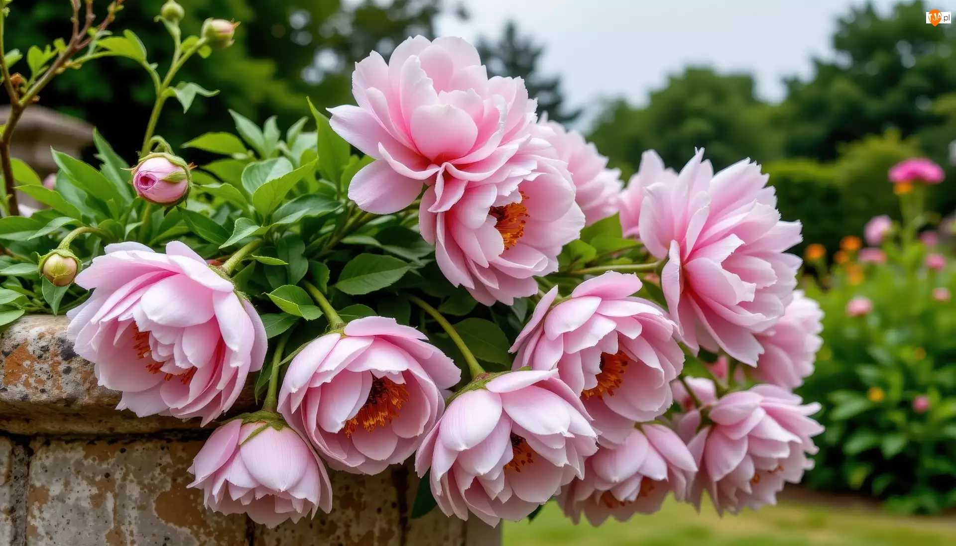 Grafika, Piwonie, Kwiaty, Ogród