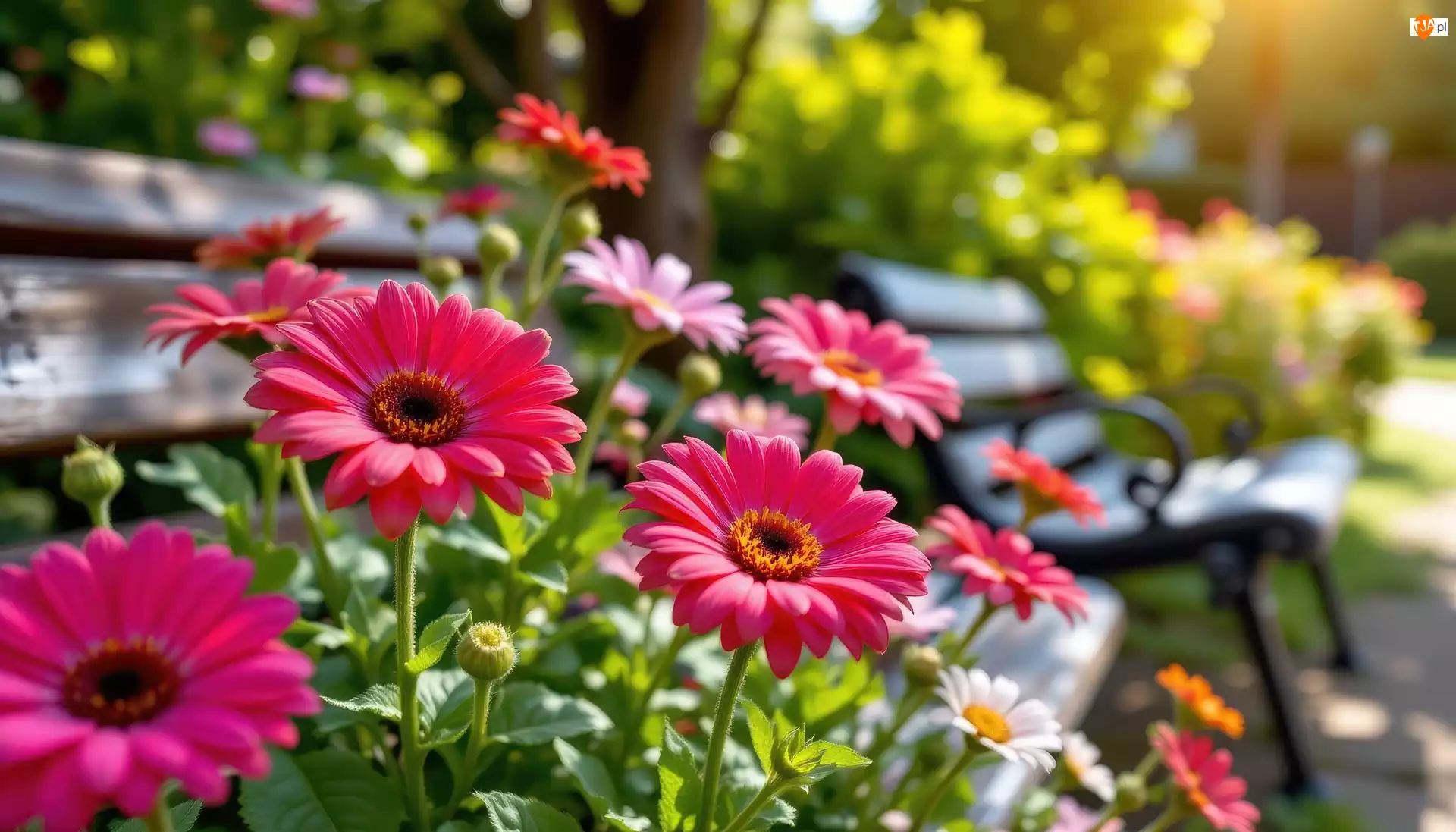 Grafika, Gerbery, Kwiaty, Ławka