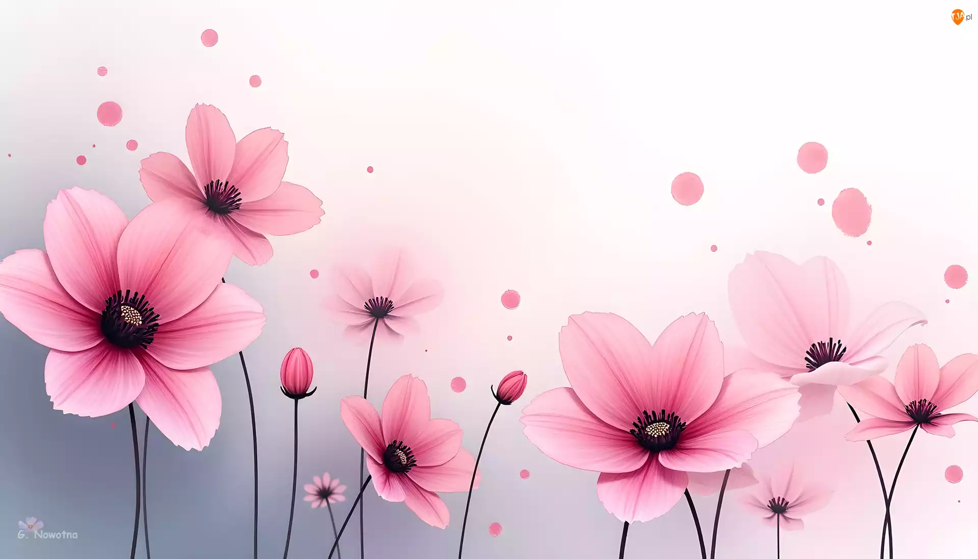 Grafika, Tło, Kwiaty, Różowe, Jasne