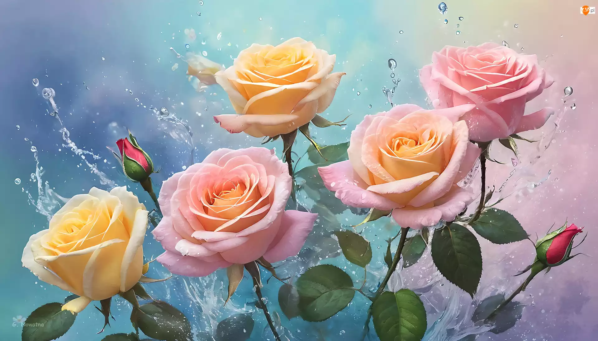 Grafika, Różowo-żółte, Róże, Kwiaty