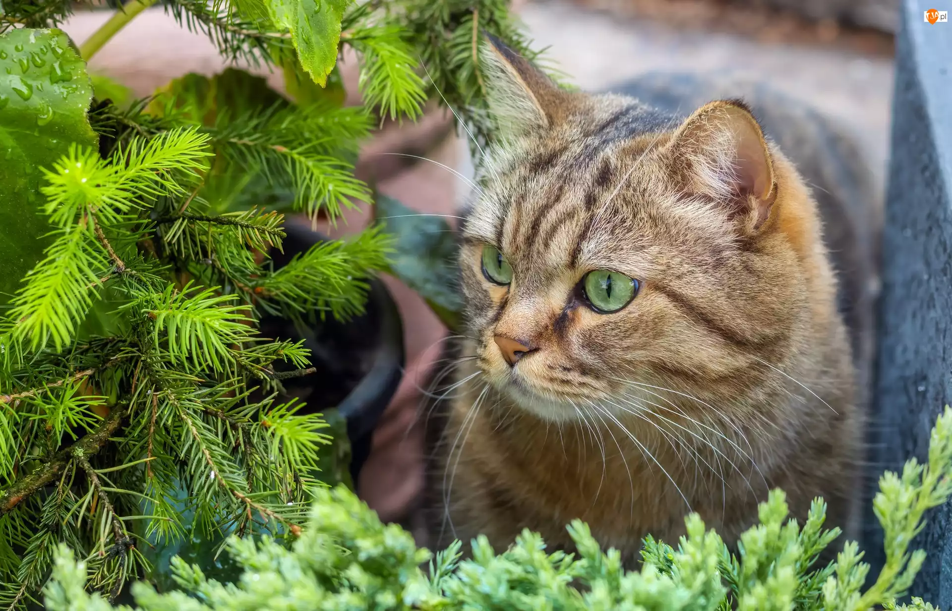 Świerk, Kot, Bury, Gałązki