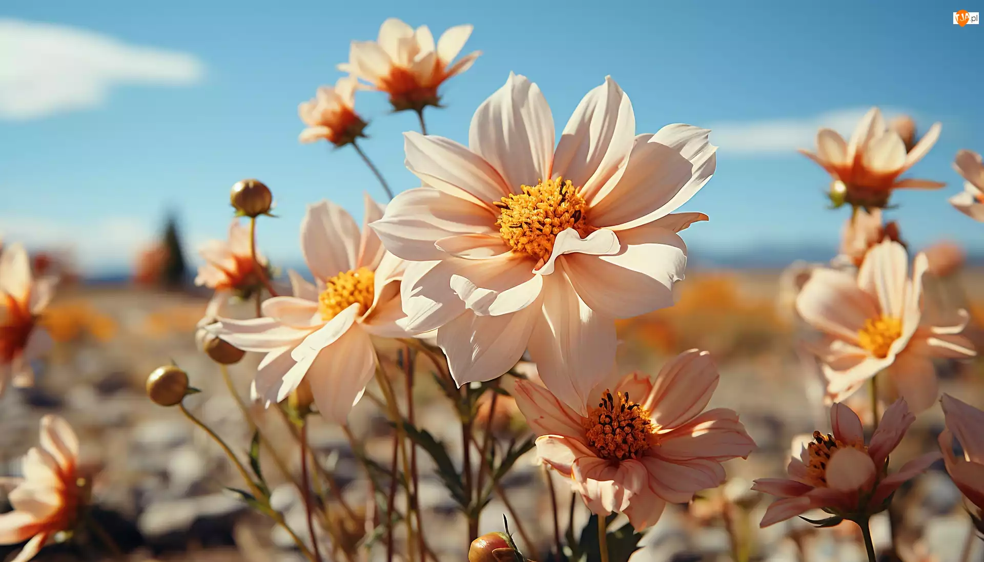 Niebo, Kwiaty, Biały, Kosmos