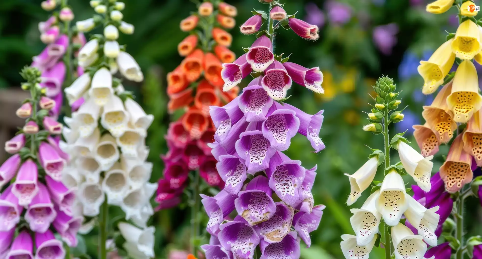 Naparstnica purpurowa, Kolorowe