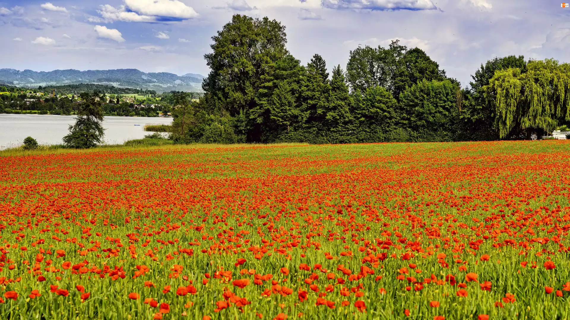 Pole, Krajobraz, Kwiaty, Maki, Drzewa