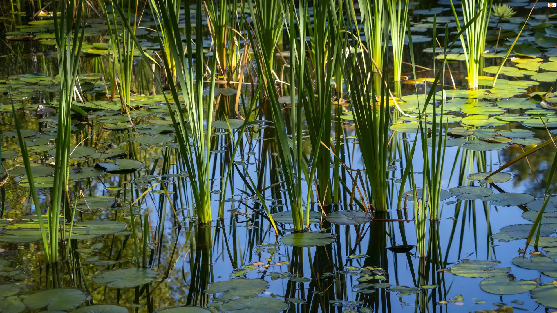 Odbicie, Bagno, Liście, Trawa, Staw