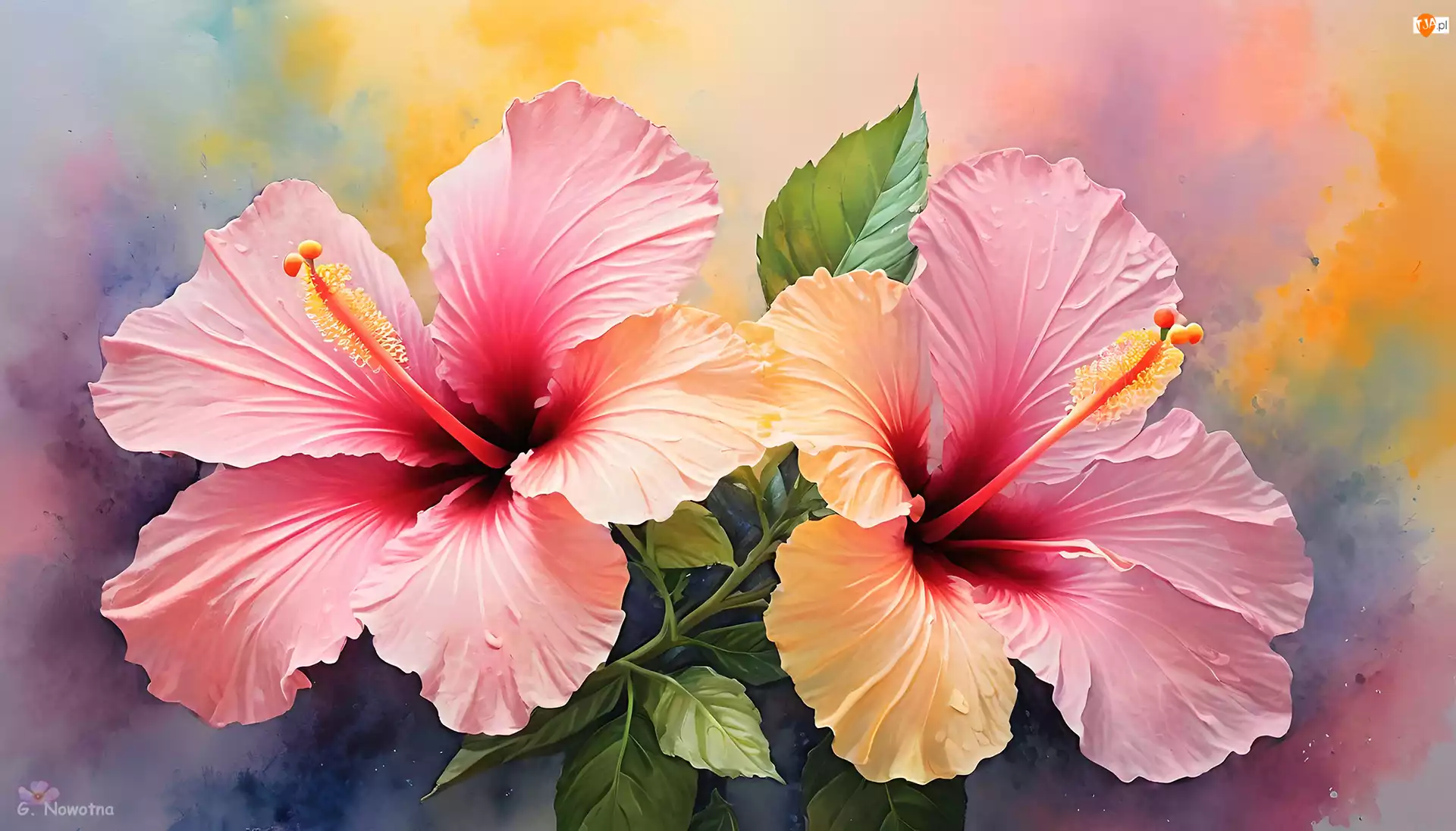 Grafika, Różowe, Kwiaty, Hibiskus