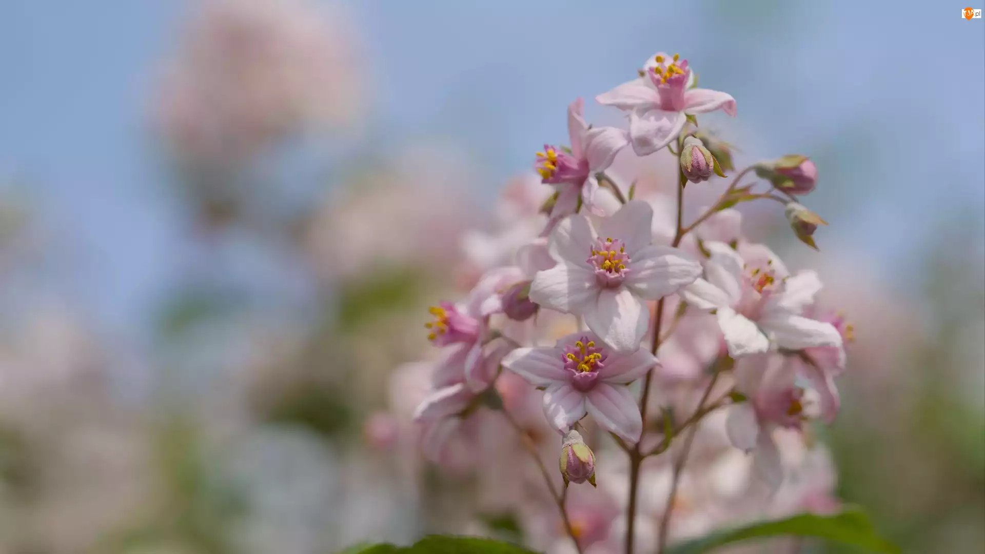 Liście, Różowy, Kwiat, Płatki