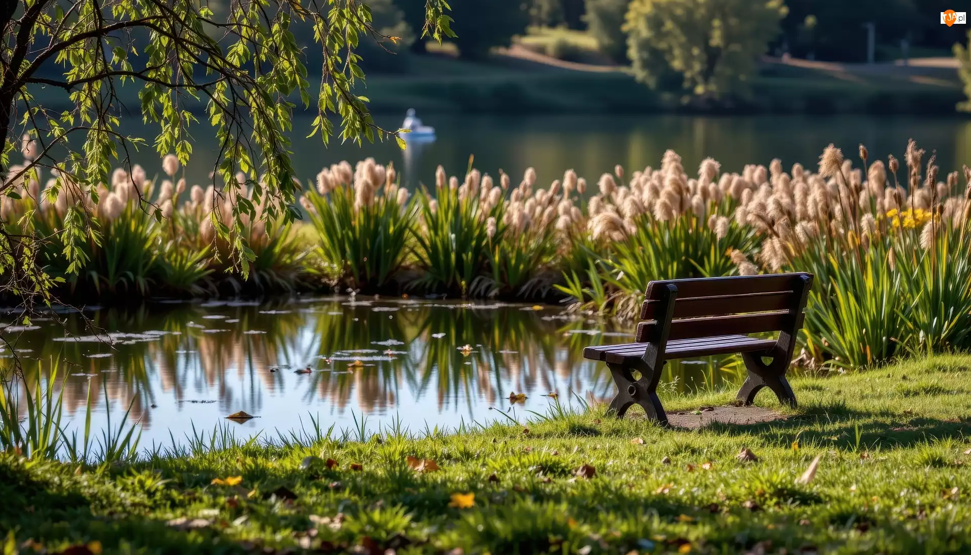 Trzciny, Staw, Ławka, Park