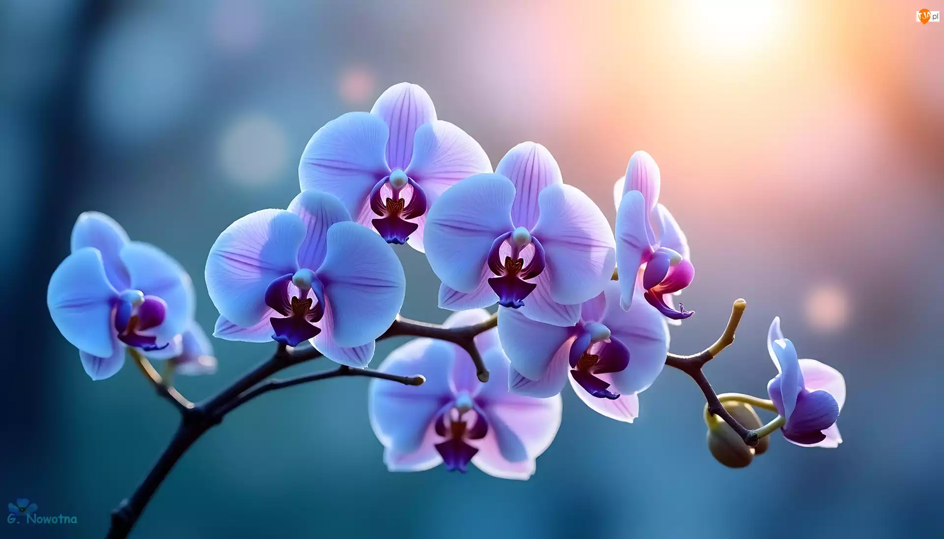 Orchidea, Grafika AI, Storczyk, Liliowy, Kwiaty