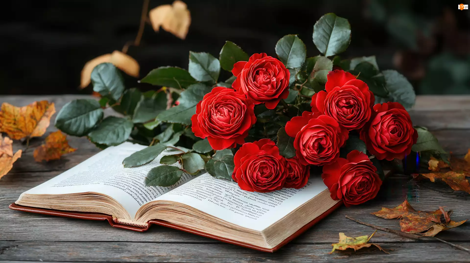 Róże, Otwarta, Książka, Kwiaty