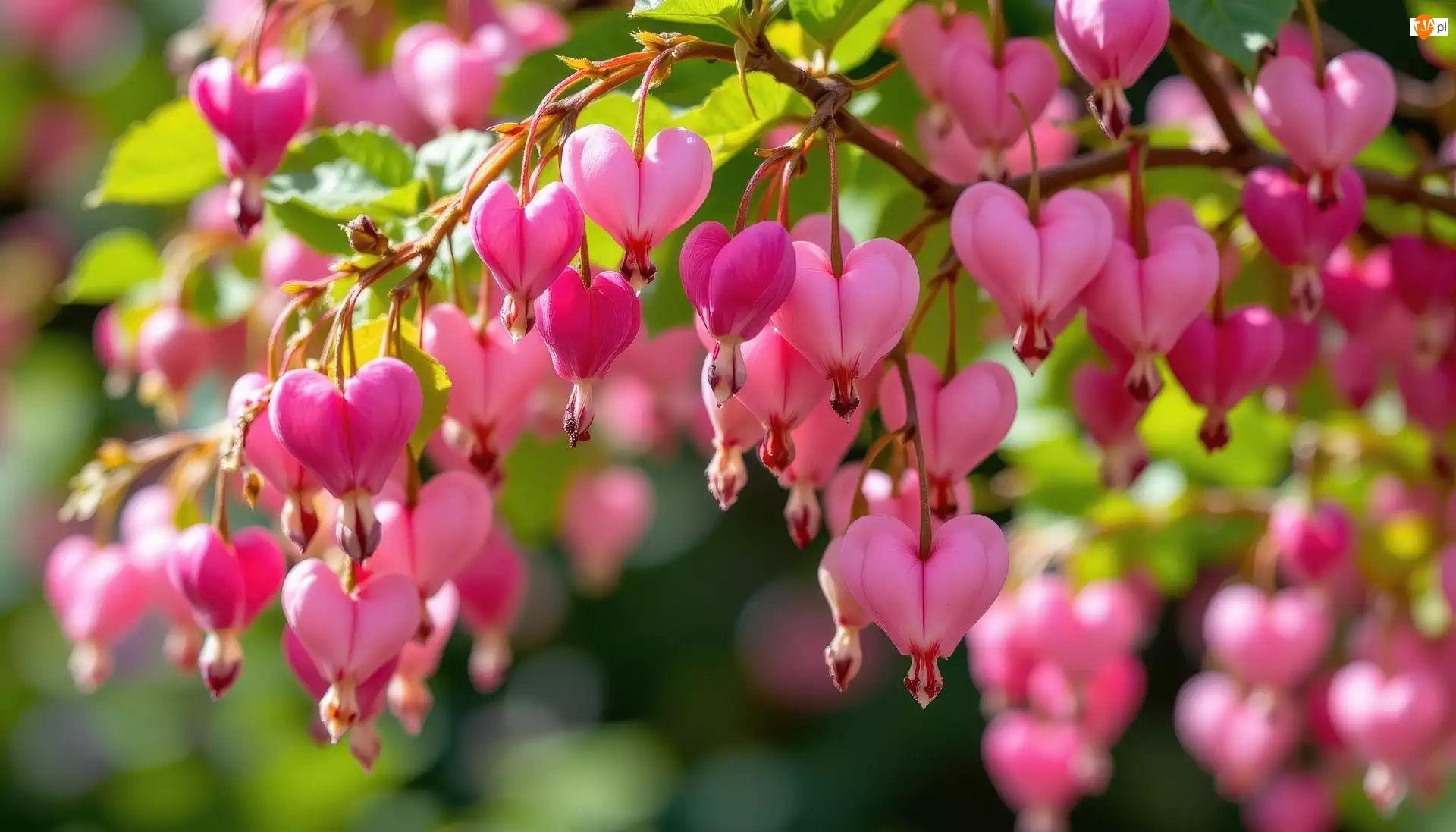 Kwiaty, Różowe, Serduszka okazałe